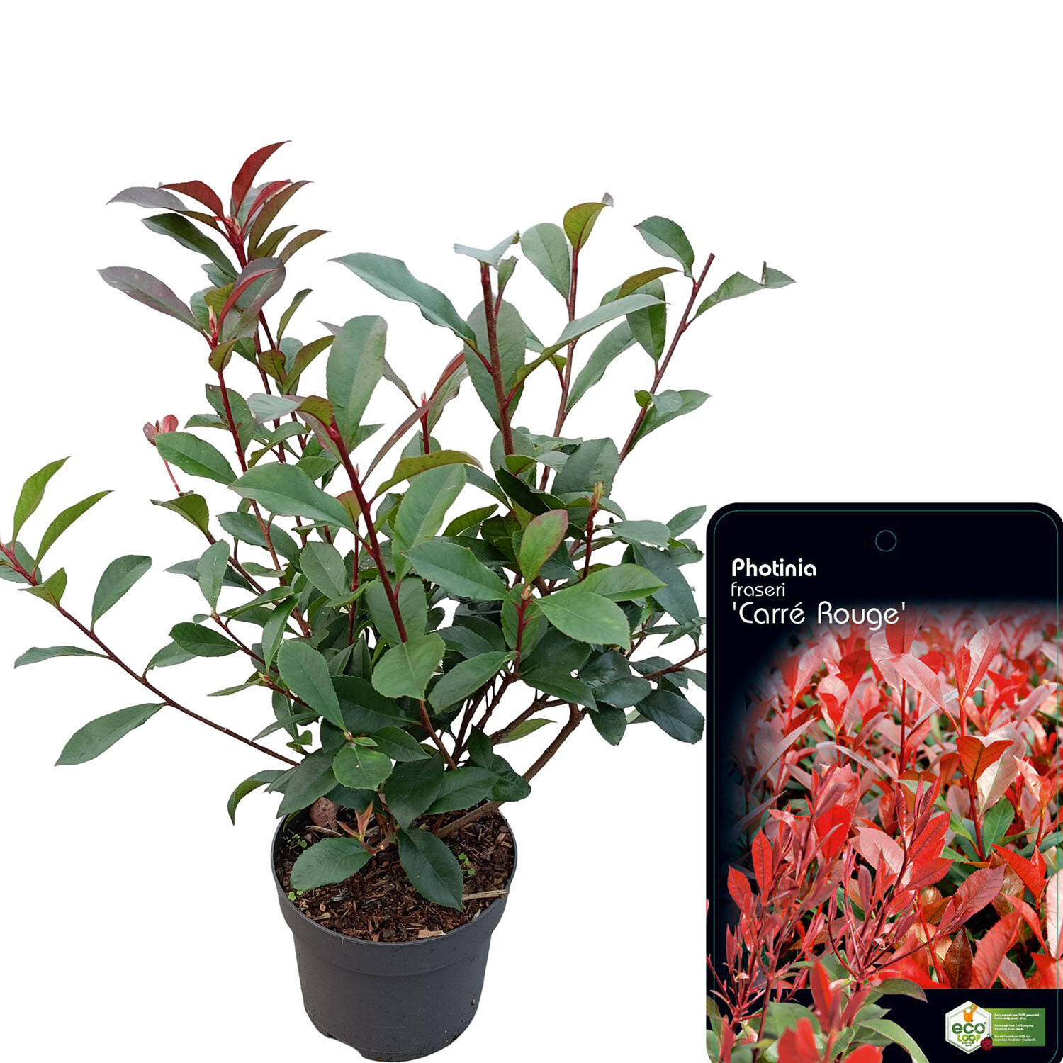 Photinia Carre Rouge 17cm - Red Image