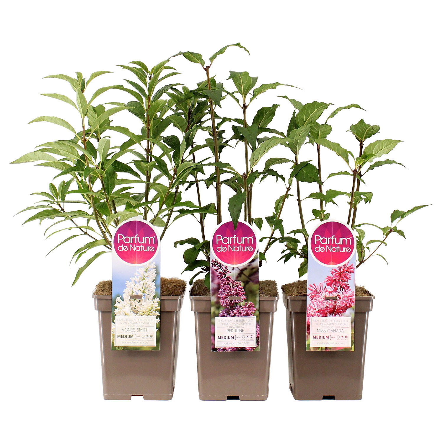 Syringa Vollosae Collection - Multicolour Image
