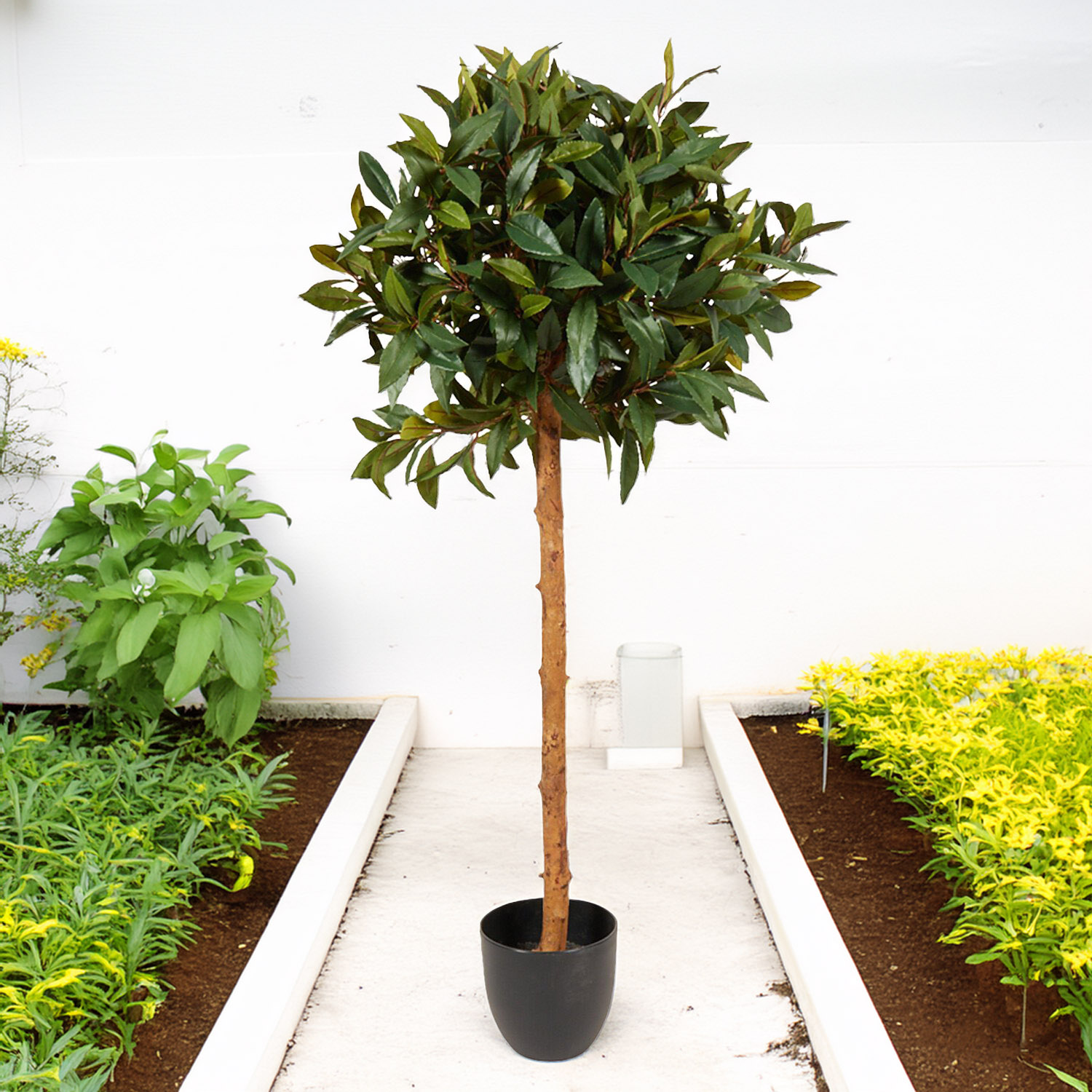 Topiary Style Single Trunk Bay Leaf Tree - Green Image 2