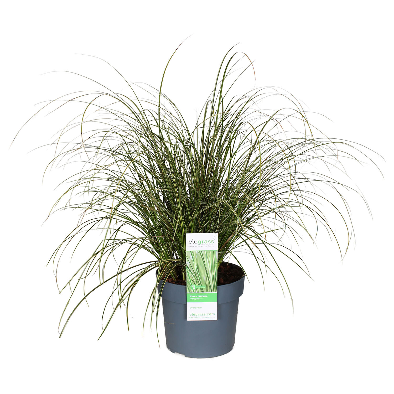 Carex Brunnea Variegata - Green Image