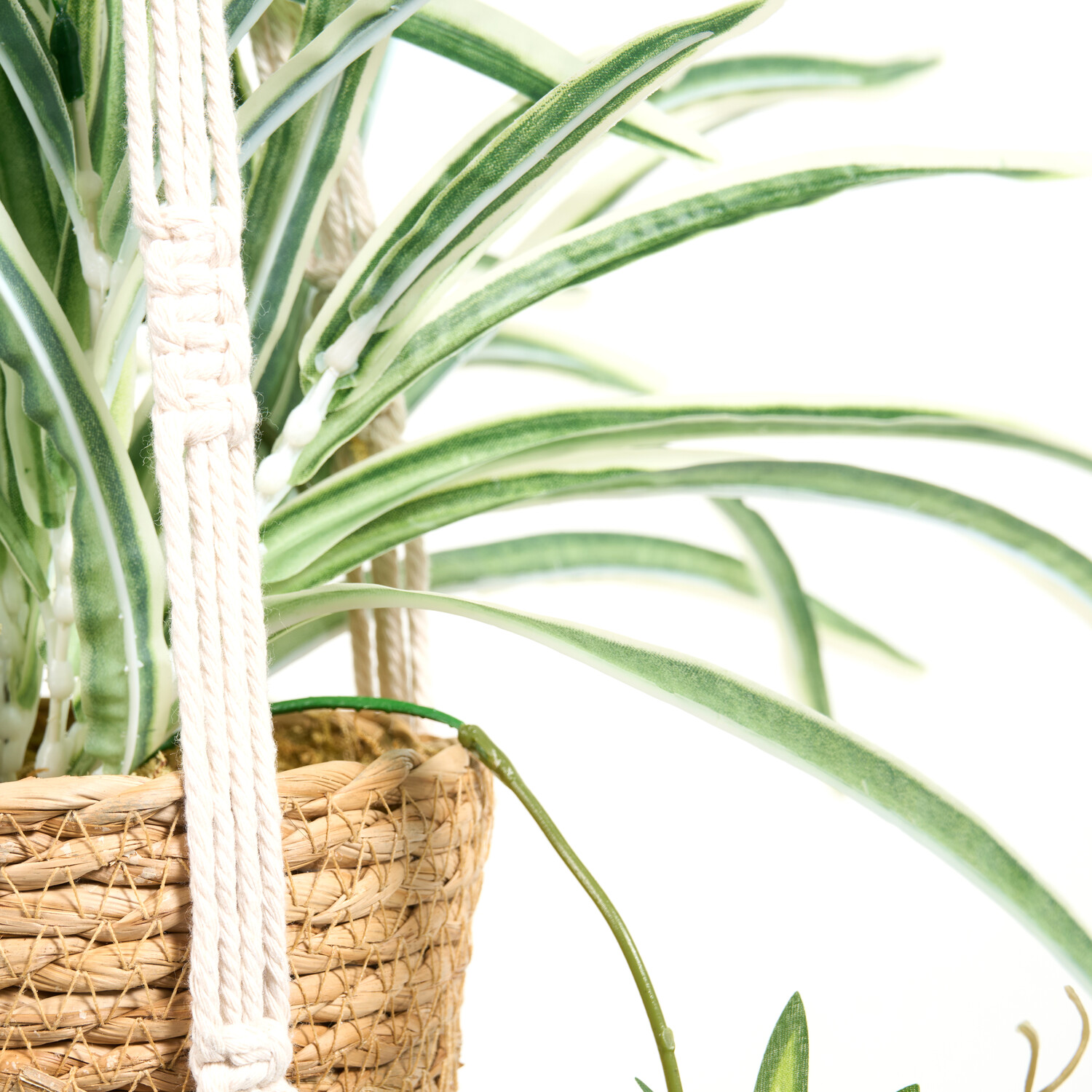 Spider Plant in Water Hyacinth Basket Image 4