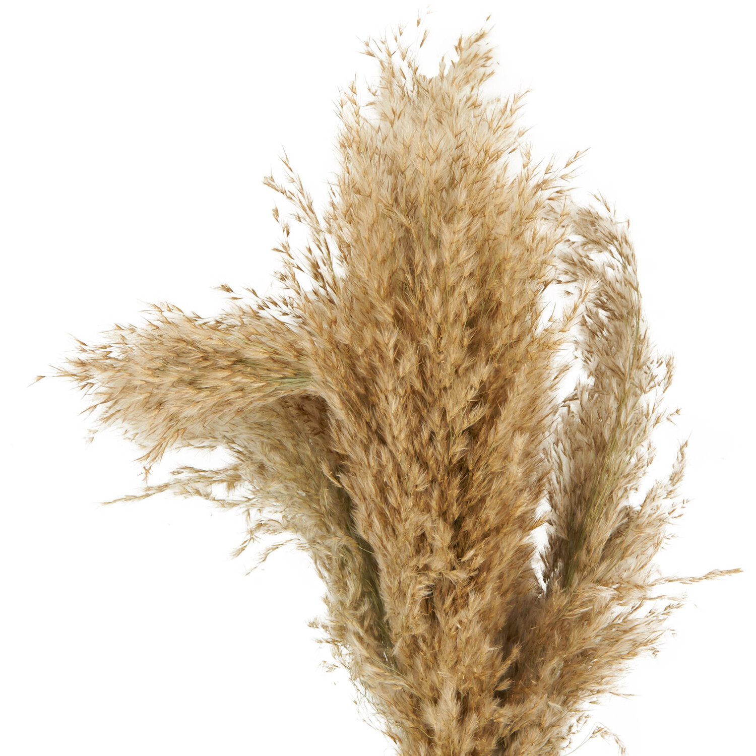 Pampas in Amber Vase Arrangement Neutral Image 3