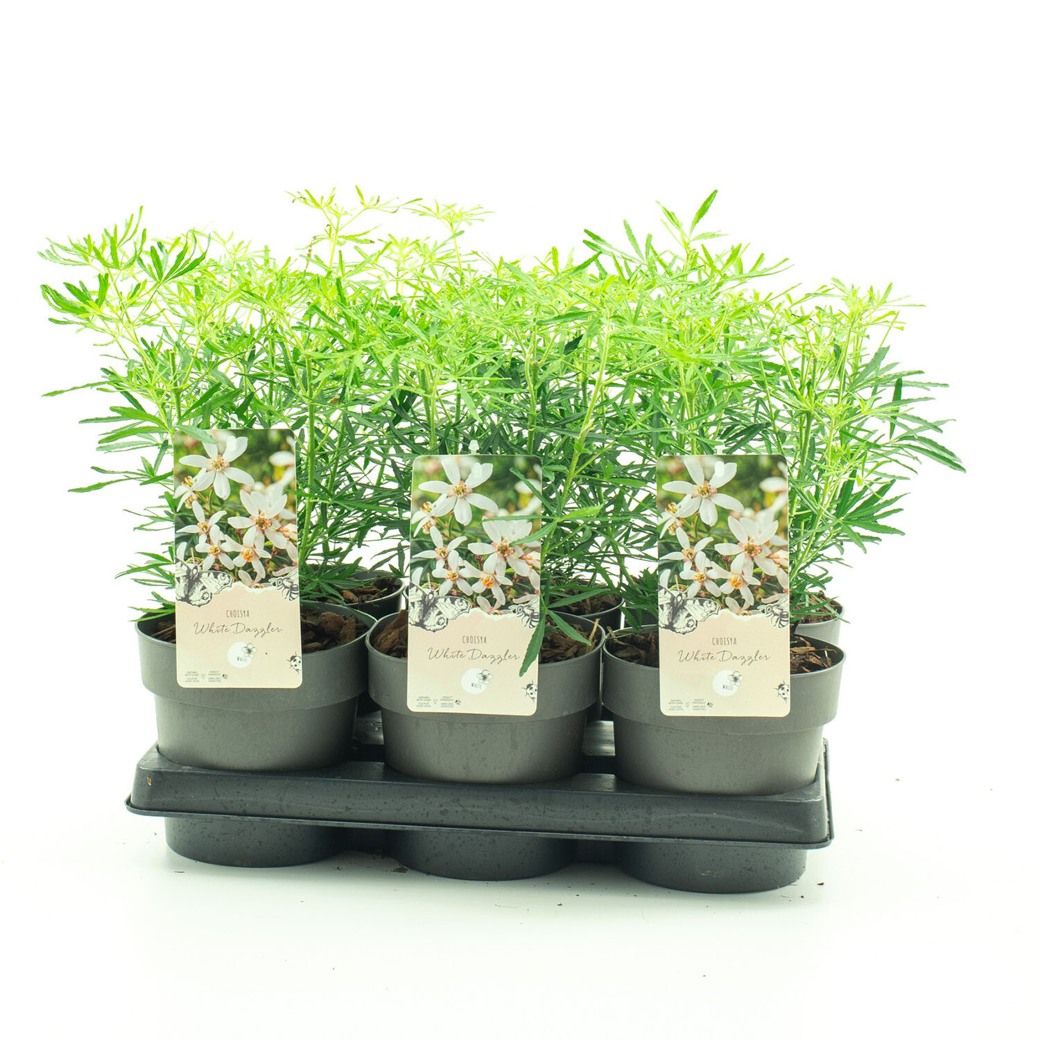 Choisya White Dazzler 15cm - White Image