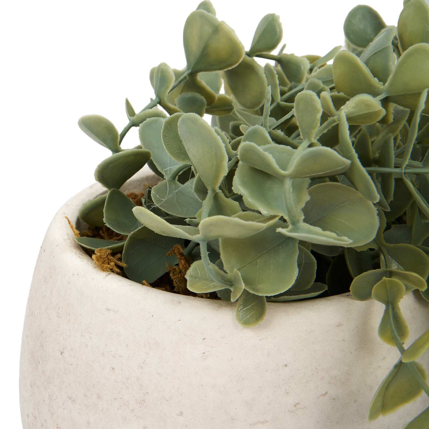 Trailing Eucalyptus in Wash Pot - Green Image 3