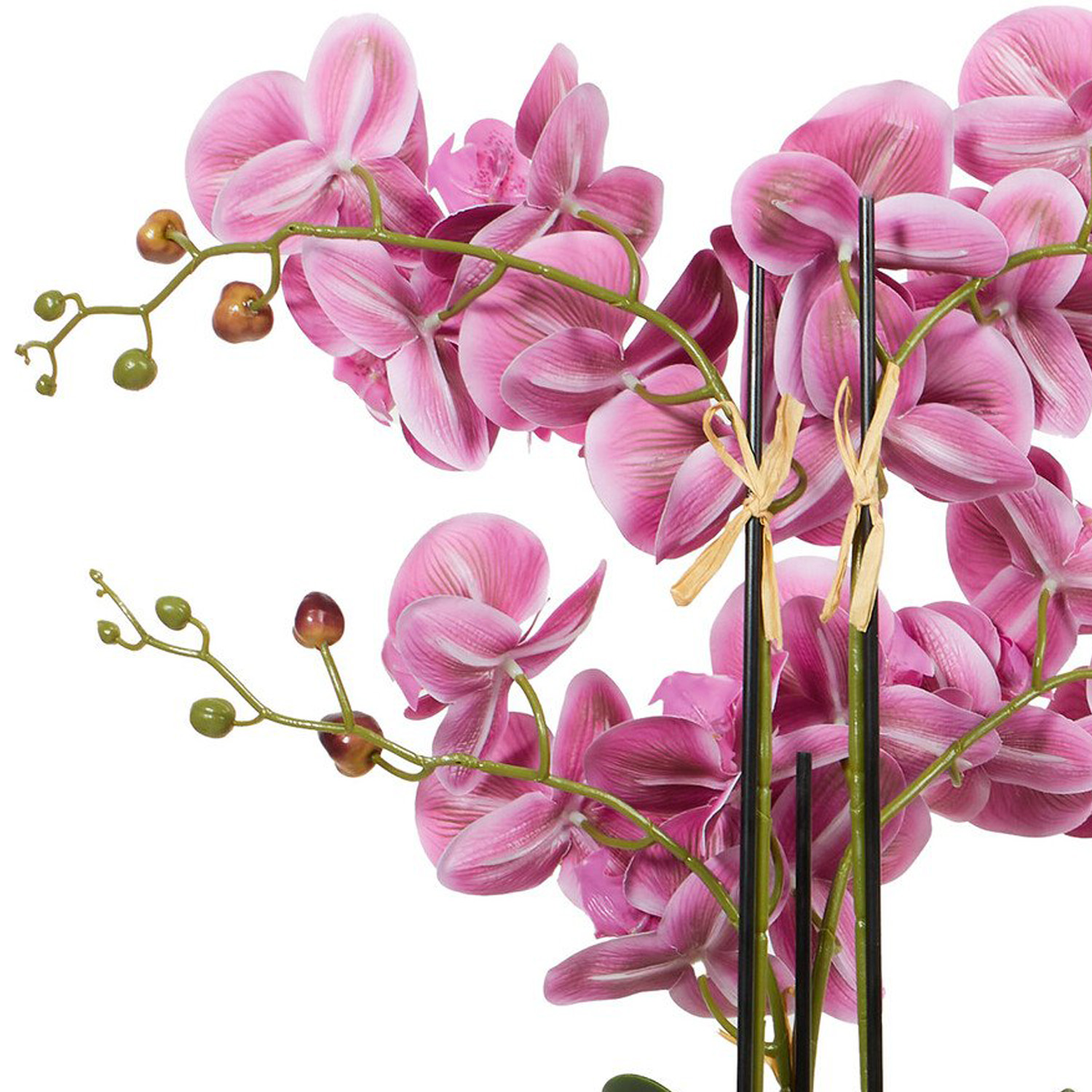 Pink Orchid in Black Pot with Succulent - Pink Image 6