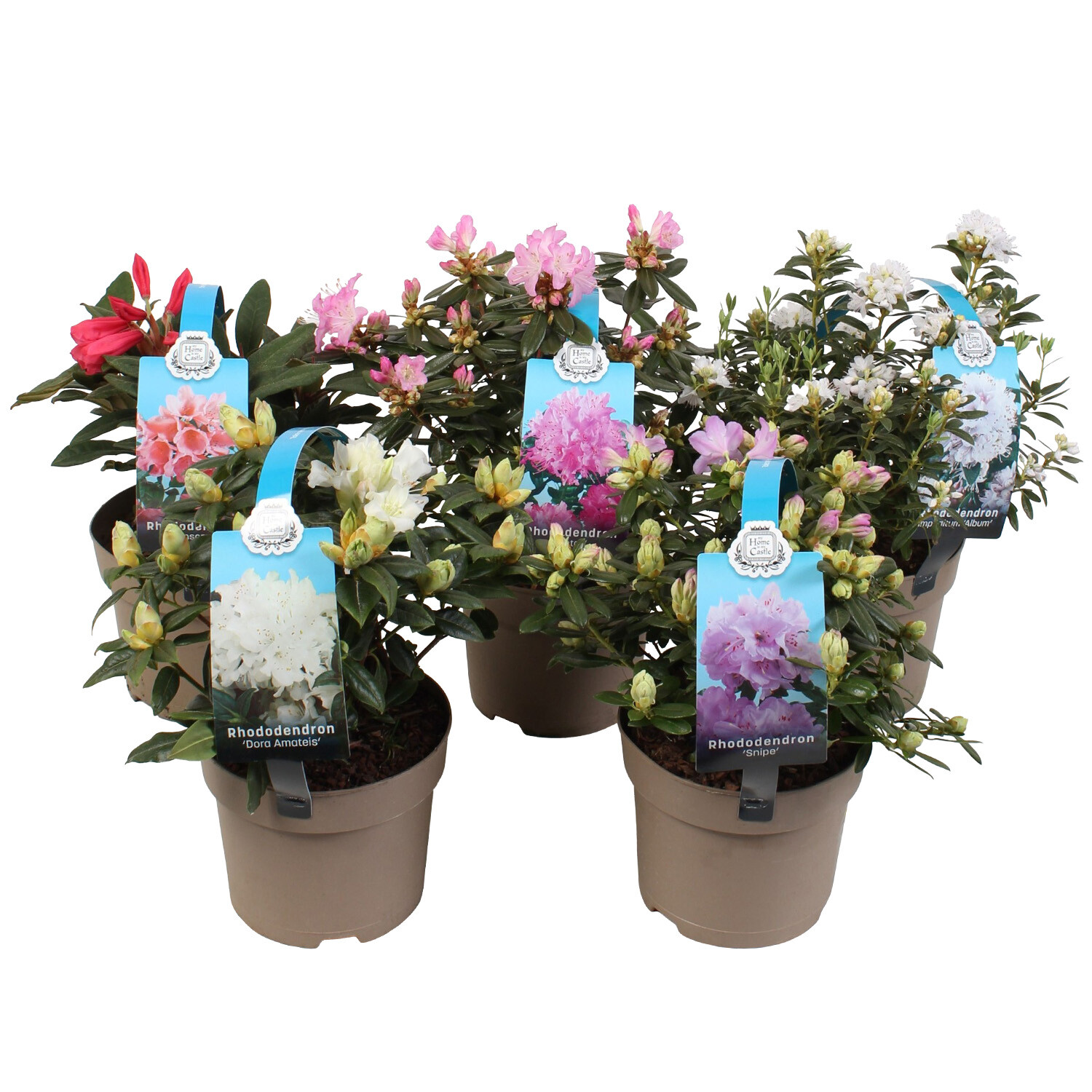 Rhododendron Dwarf Image