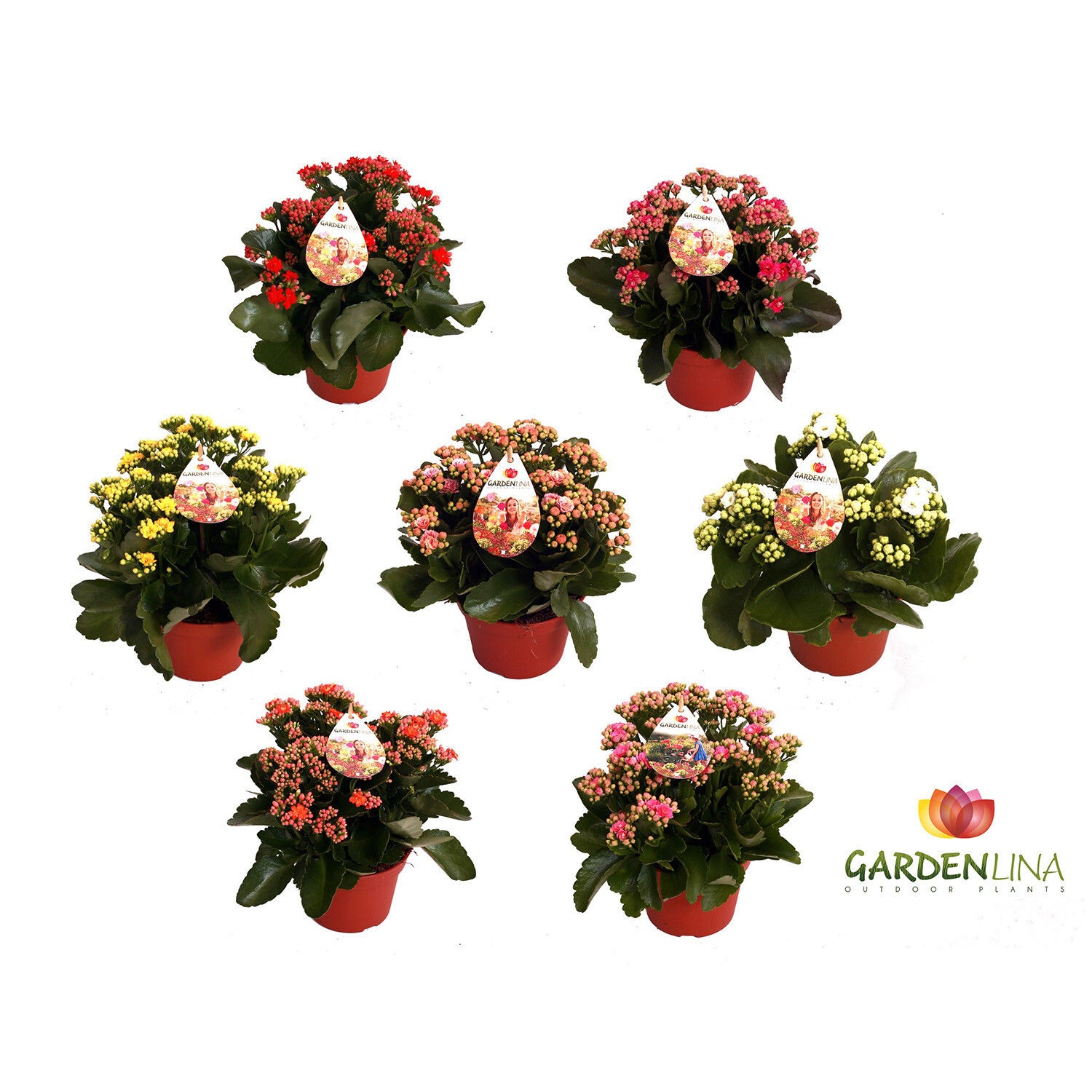 Kalanchoe Rosalina Image
