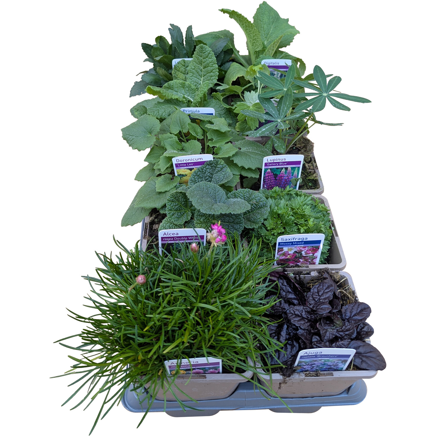 Perennial Mix 11cm - Multicolour Image