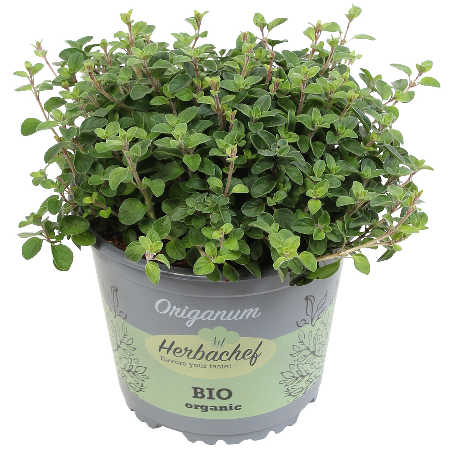 Herb Oreganum - Green Image