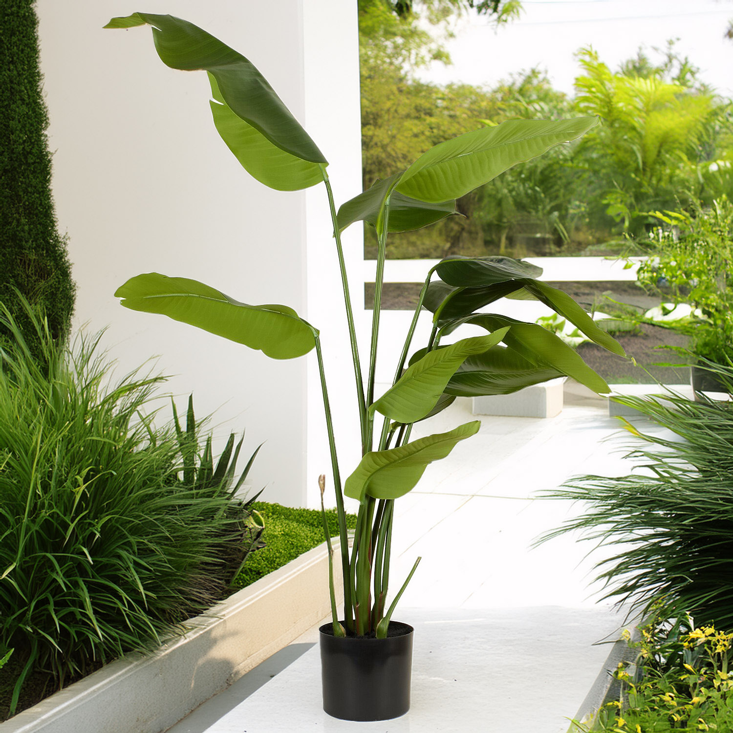 Travellers Palm Tree - Green Image 2