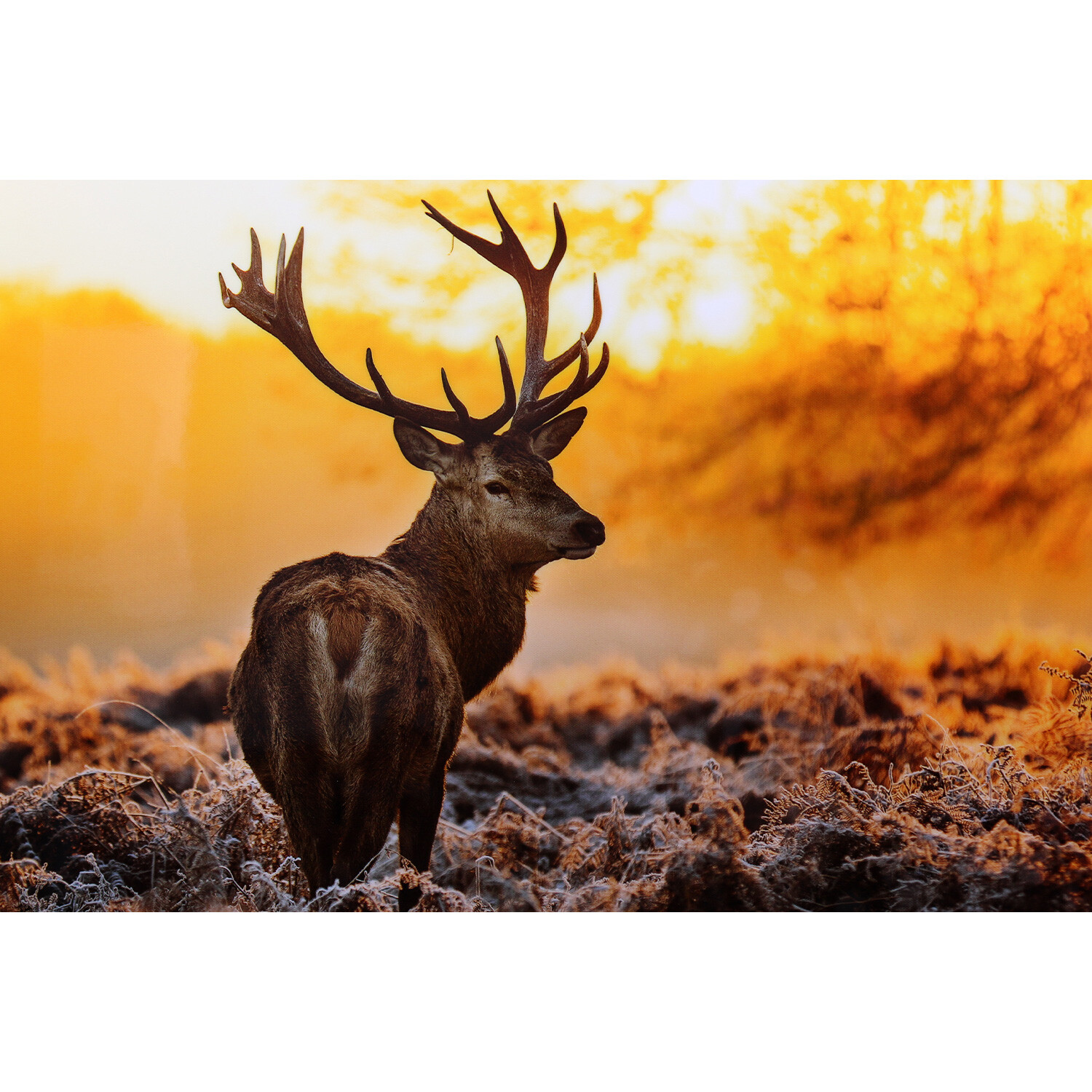 Orange Forest Deer at Sunset Framed Print Wall Art 60 x 90cm Image 2