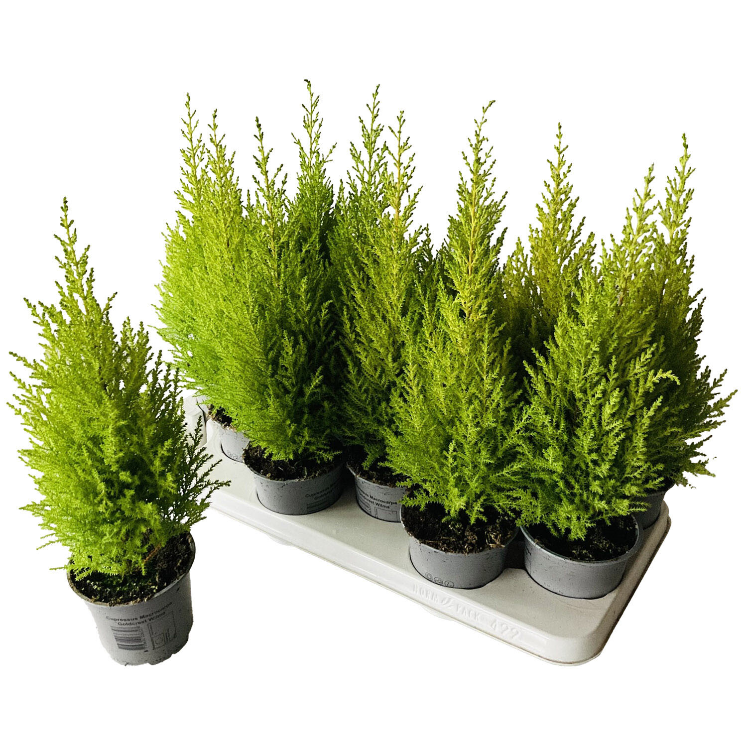 Cupressus Goldcrest Wilma - Green Image