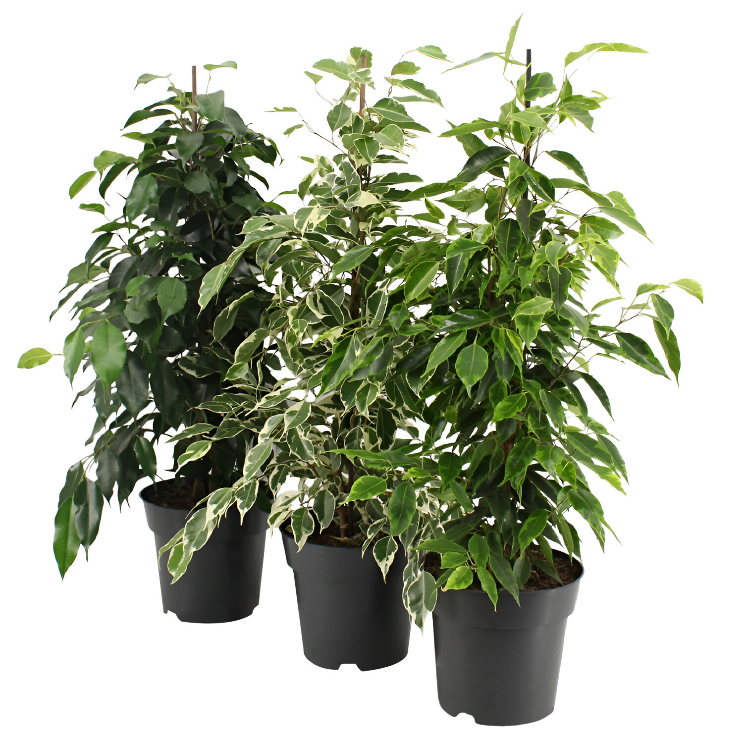 Ficus Benjamina Royal Mix - Green Image