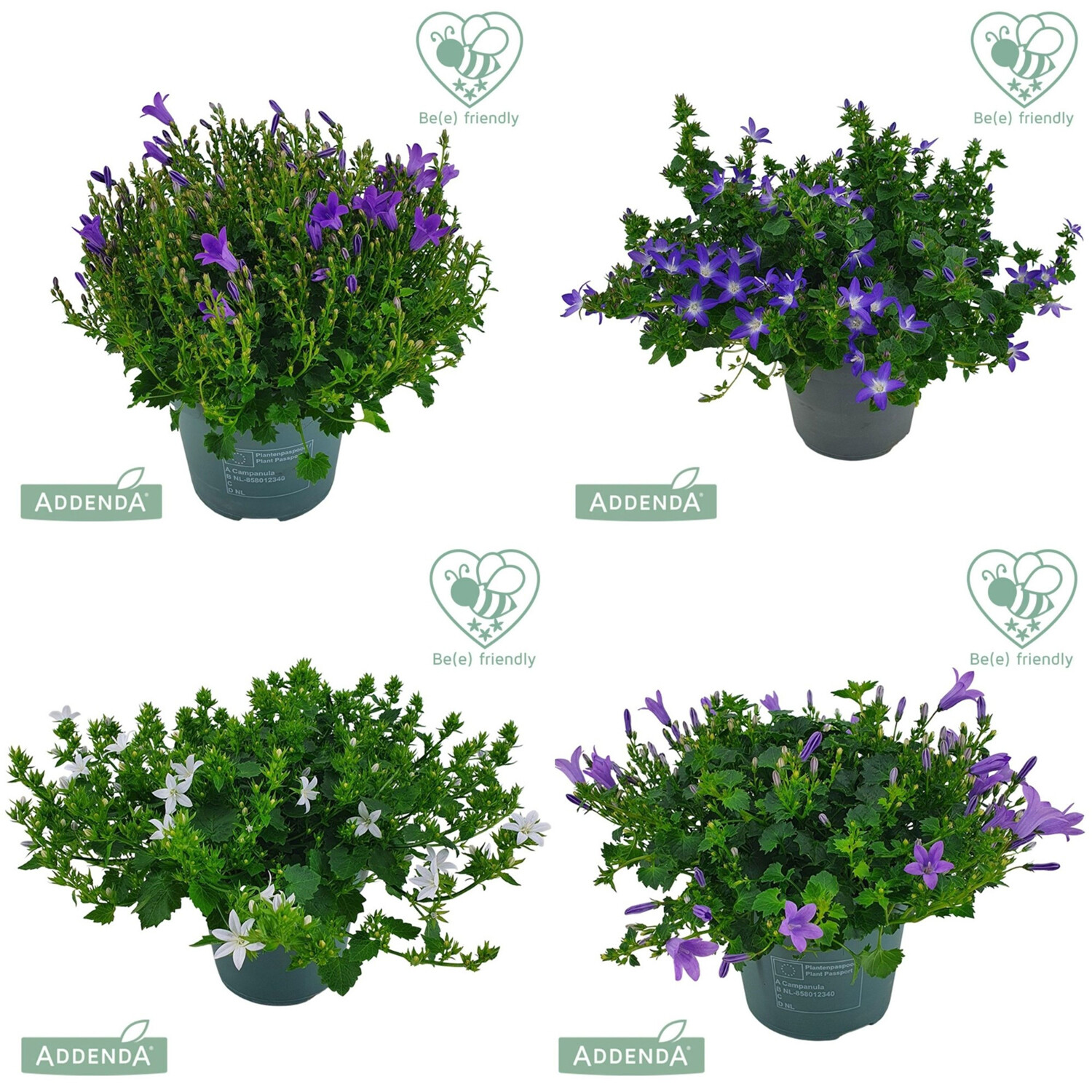 Campanula Ambella Mix Plant Pot 14cm - Green Image