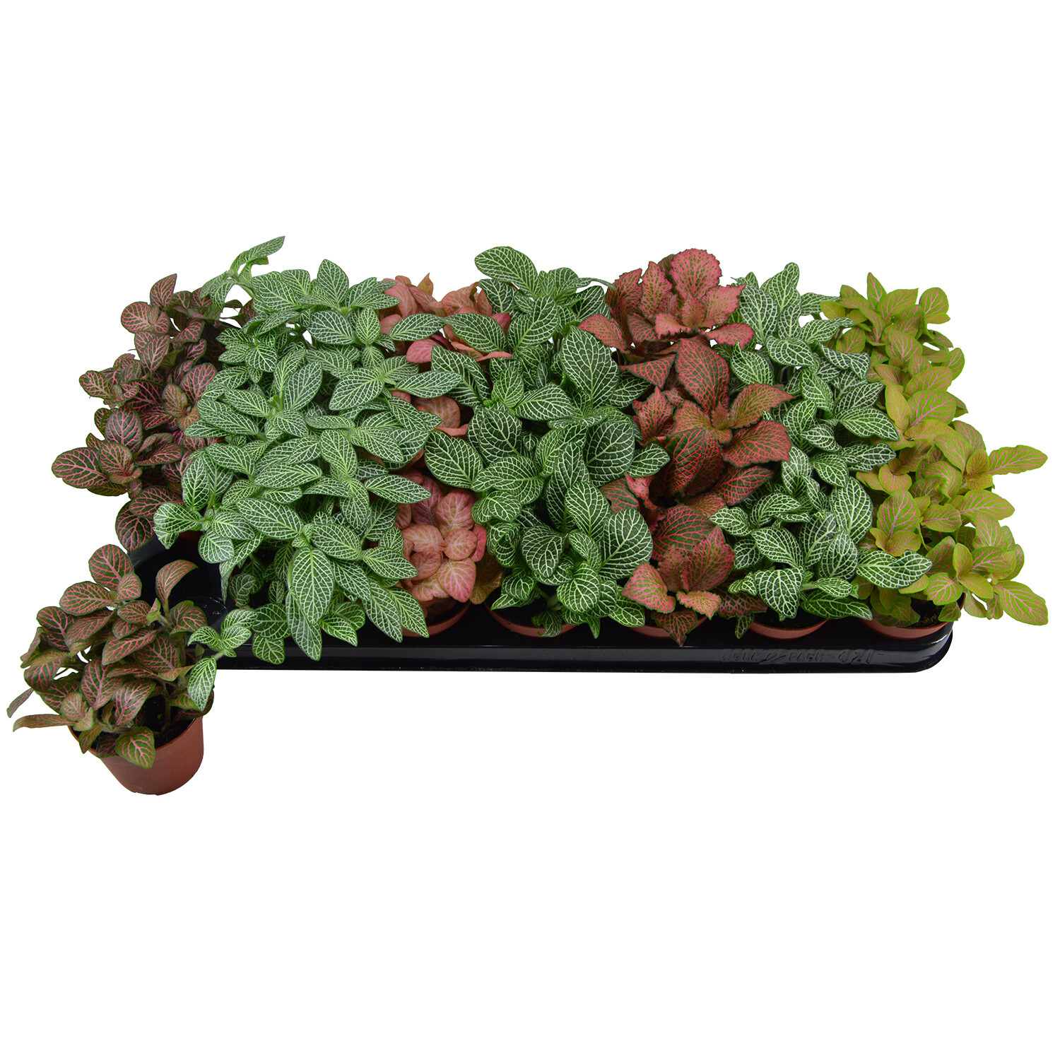 Fittonia Mixed Colours - Multicolour Image