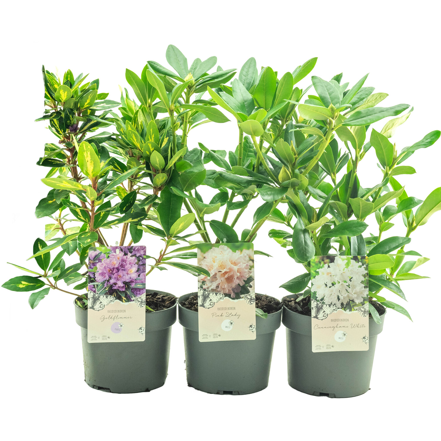 Rhododendron Hybrids 19cm - Multicolour Image