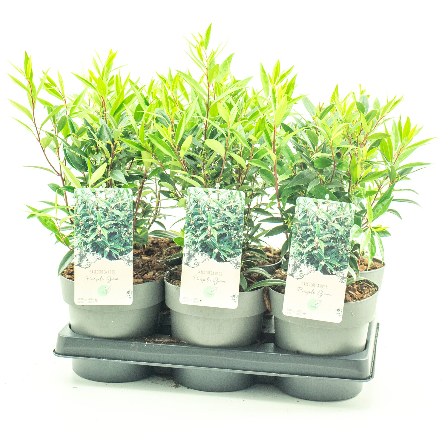 Sarcococca Purple Gem Plant 15cm - Green Image