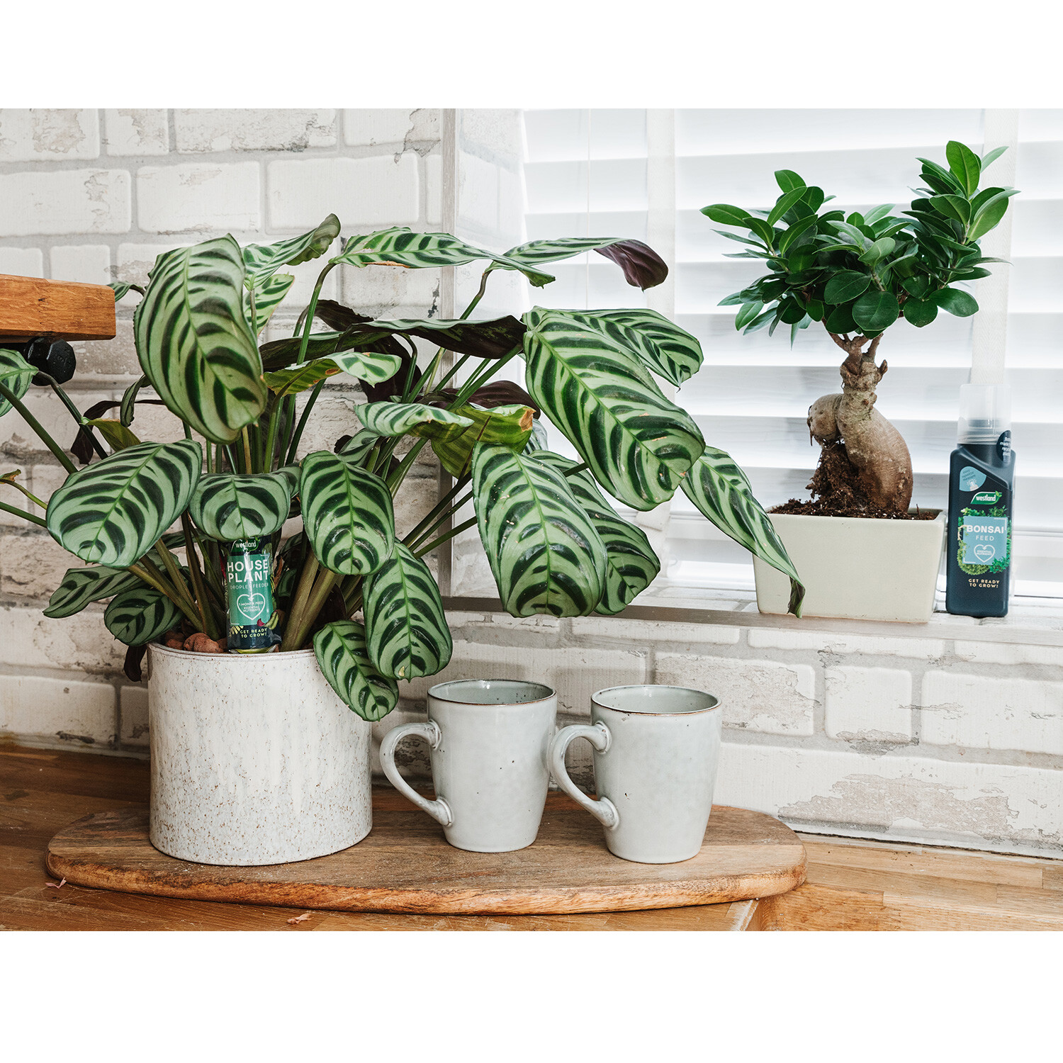 Westland Feed Concentrate 200ml - Houseplants Image 3