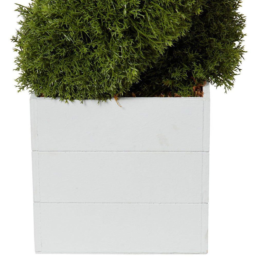 Cypress Spiral Tree - Green Image 3