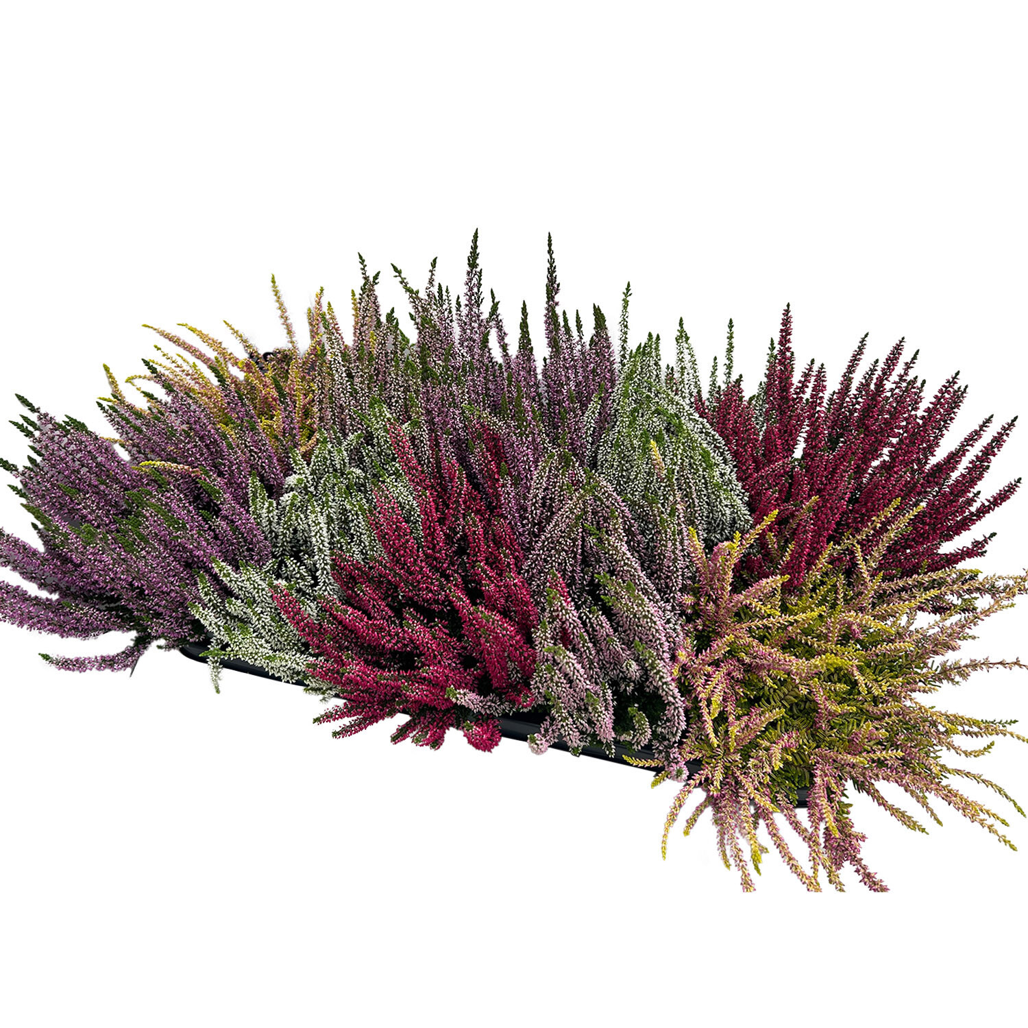 Calluna Beauty Ladies 11cm - Multicolour Image