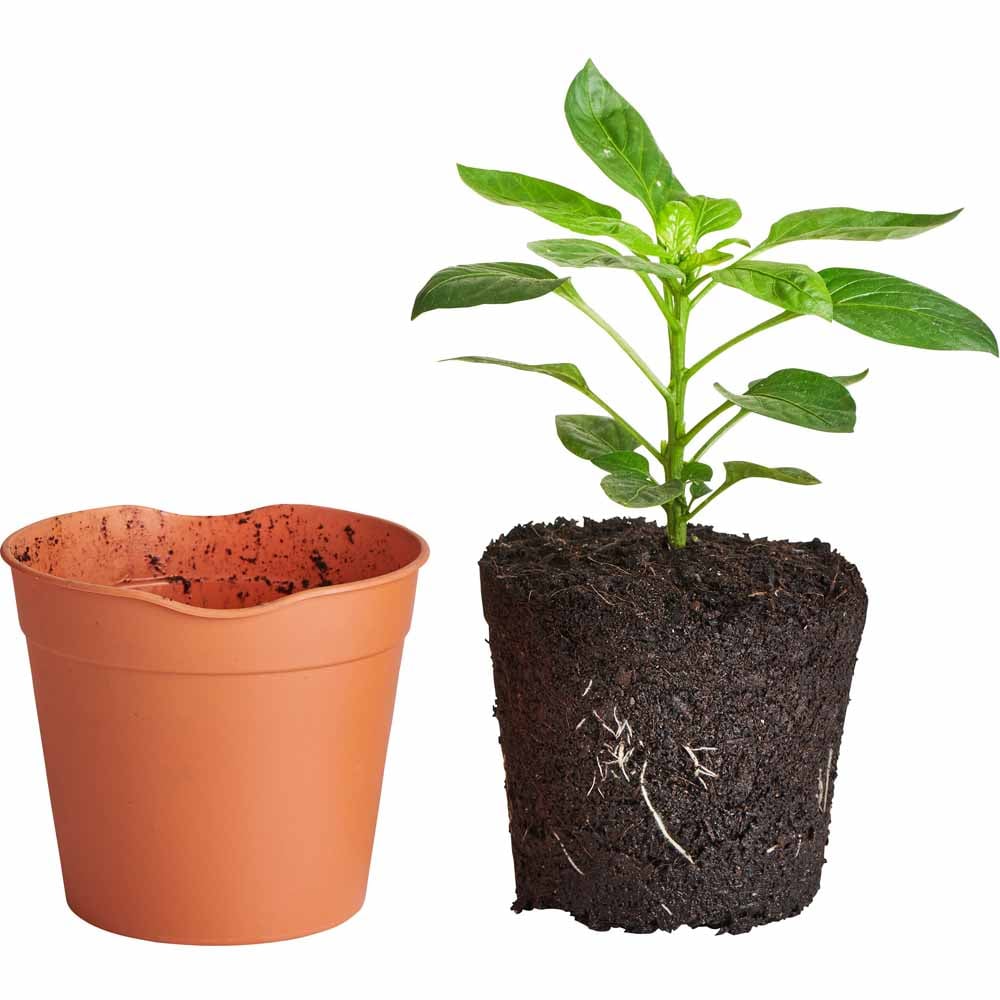 Clever Pots Small Easy Release Propagation Pots 9.8 x 8.7cm 5 Pack Image 5