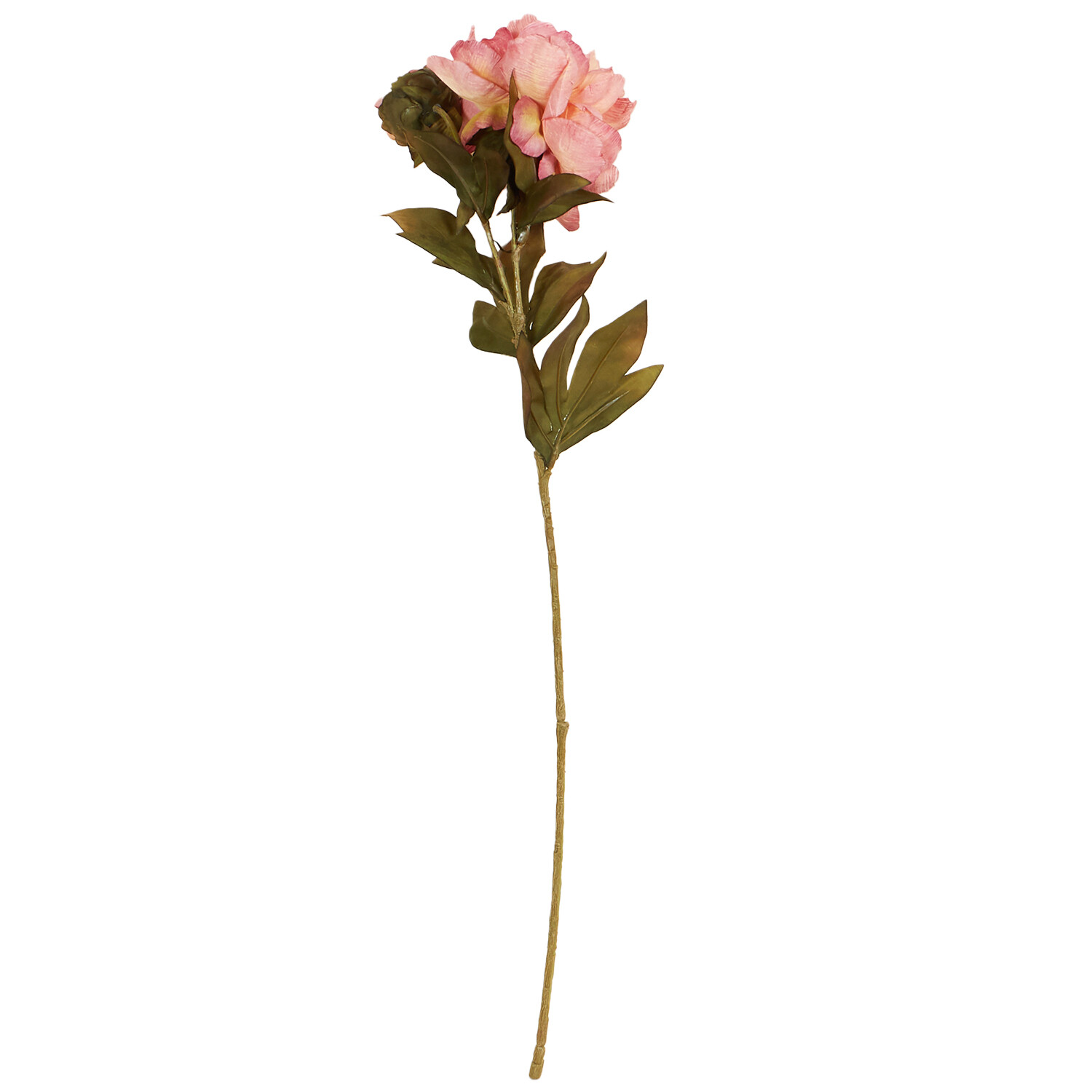 Open Peony - White or Pink Image 4