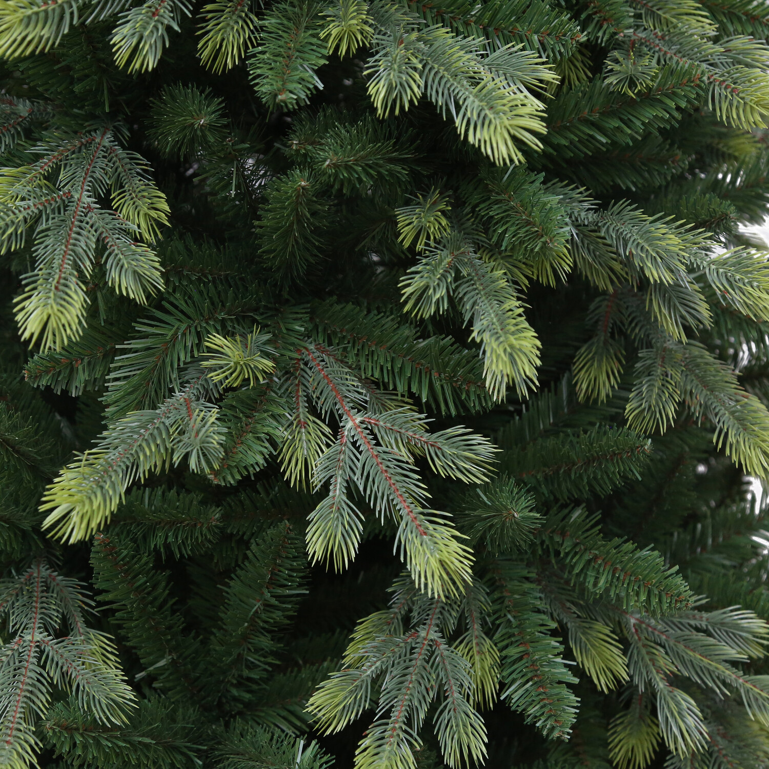 Hampton Fir Tree Green Image 5