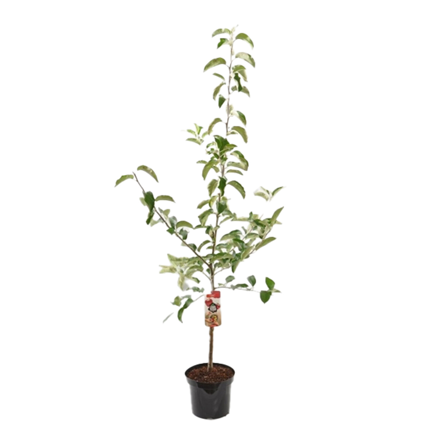 Malus Domestica Gloster Apple Tree 26cm - Green Image