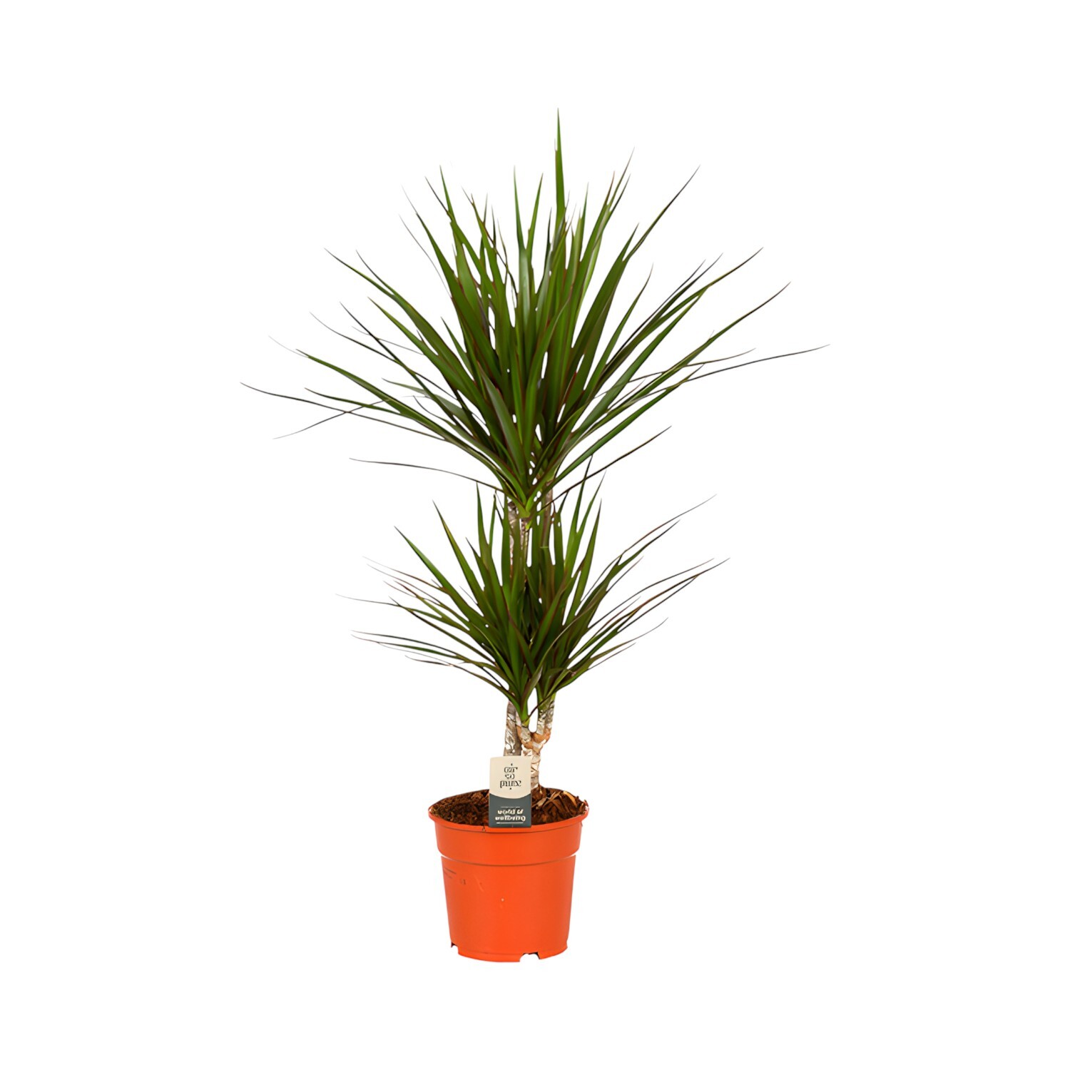Dracaena Marginata Houseplant Image