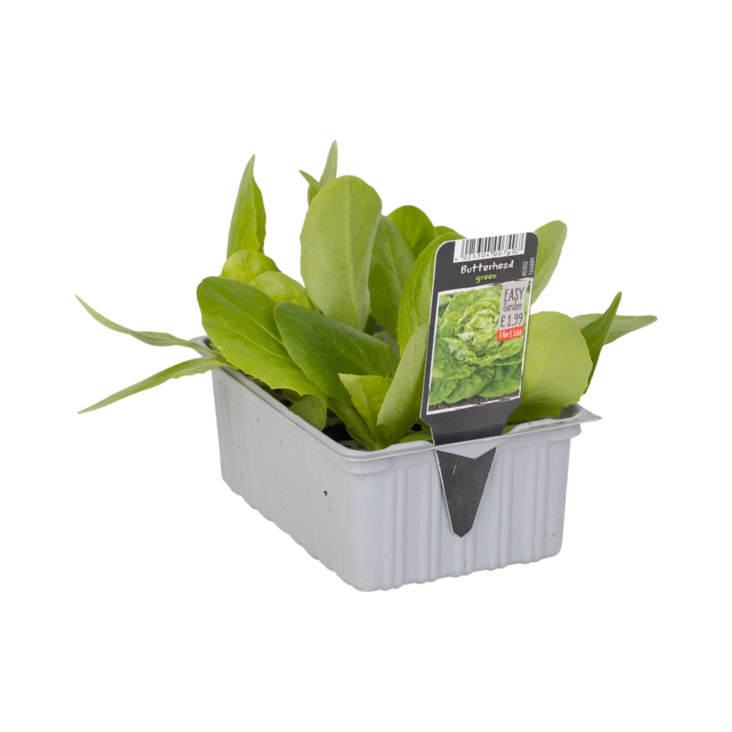 Pack of 6 Butterhead Green Lettuce Plants Image