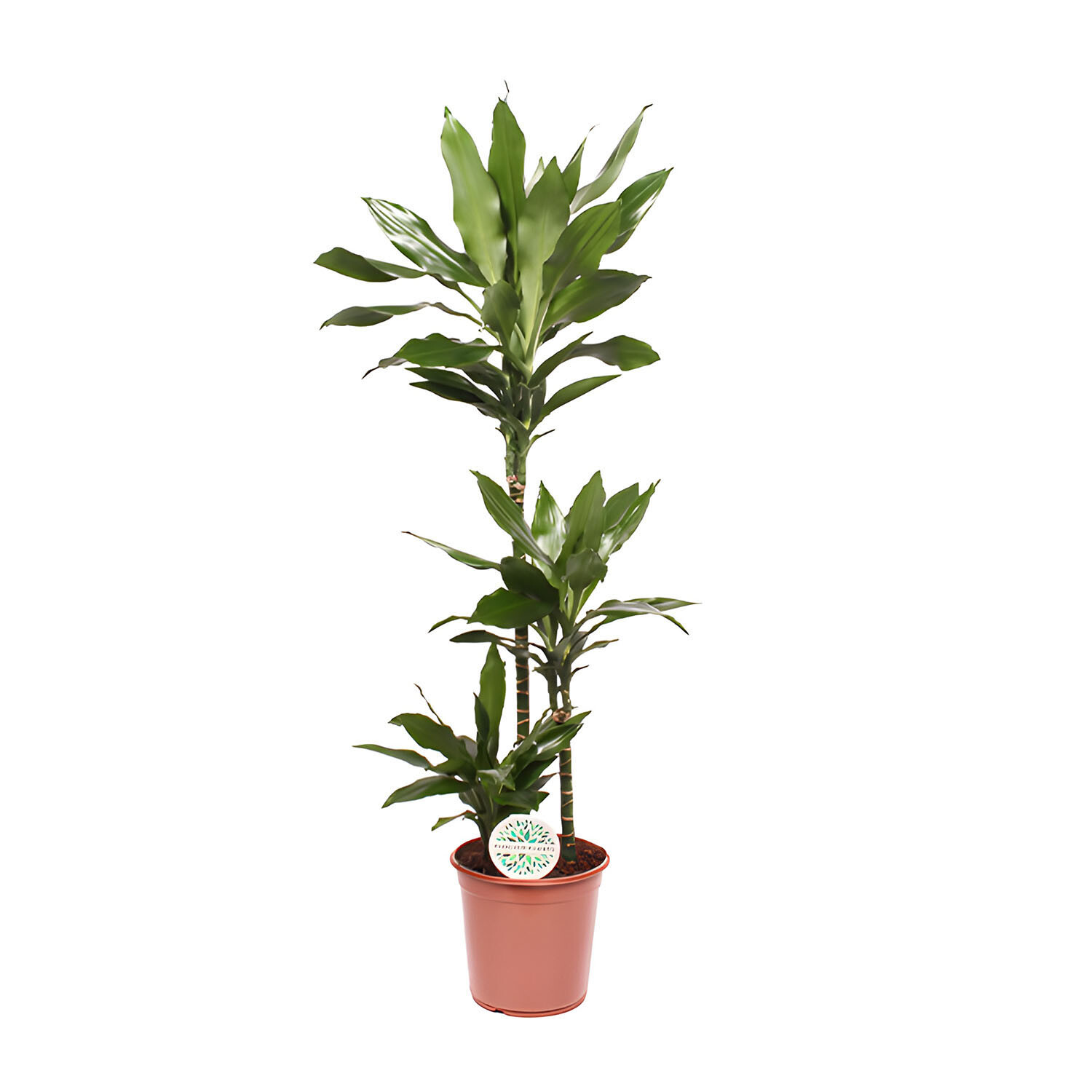 Dracaena Janet Lind - Green Image