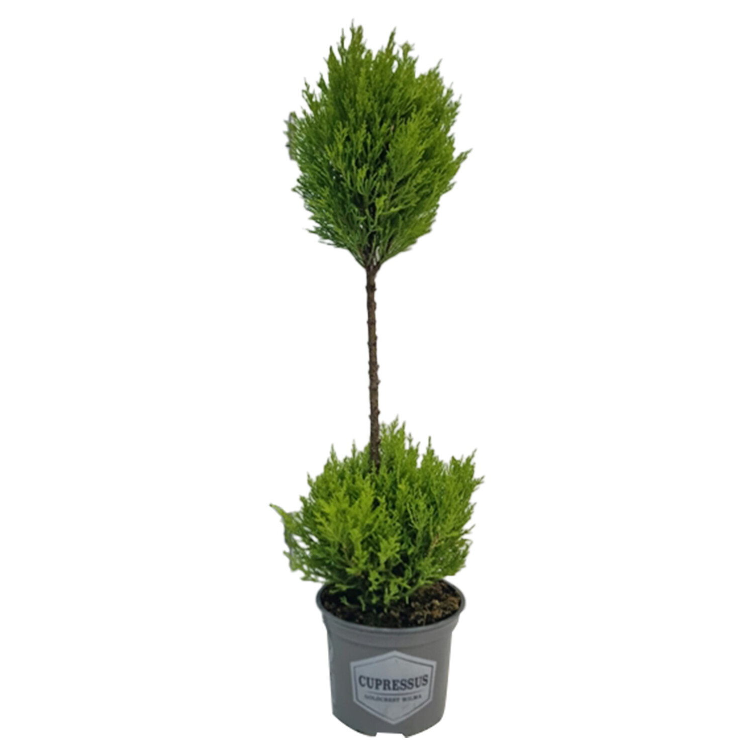 Cupressus macrocarpa 'Goldcrest Wilma' Duo-Ball Image