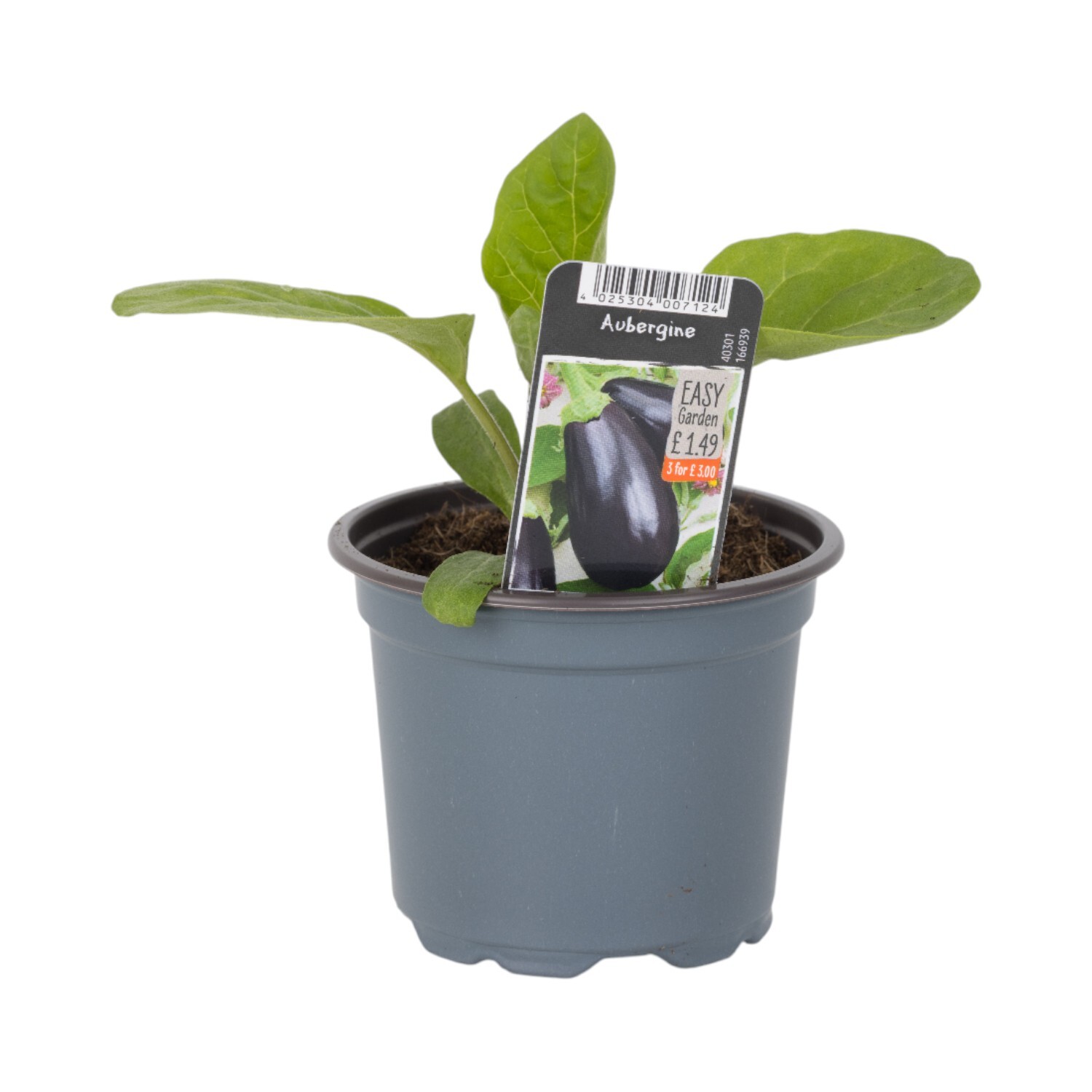 Aubergine Eggplant Plant Image