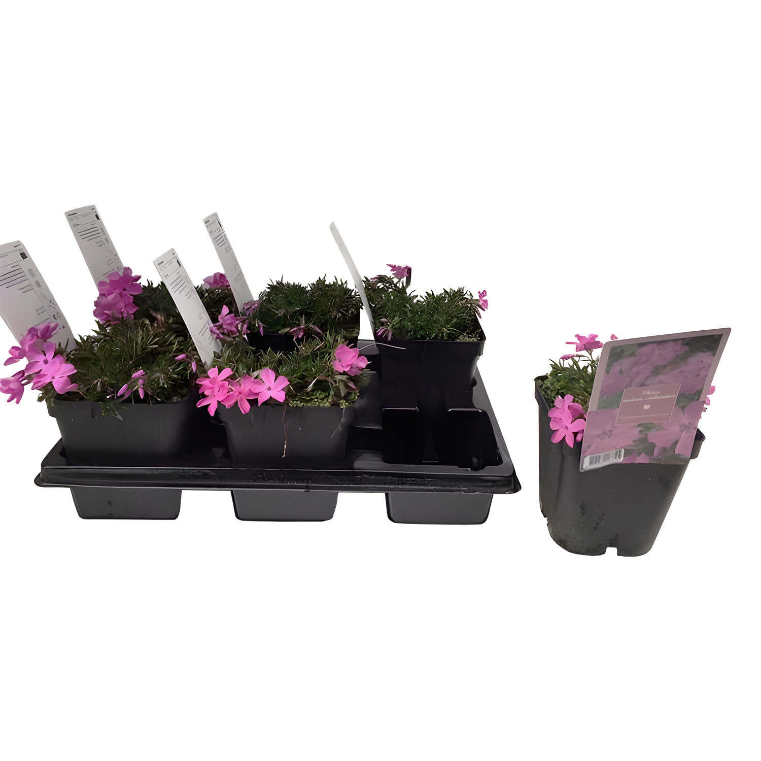 Phlox Colour Collection - Multicolour Image