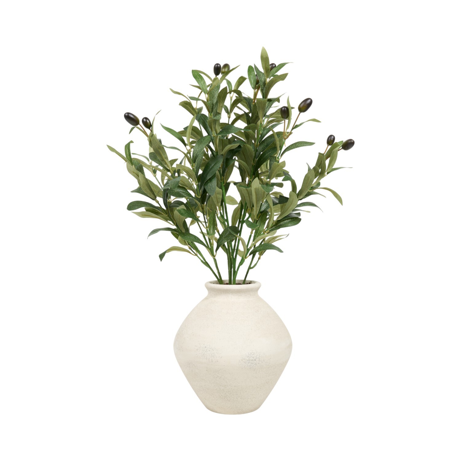 Potted Olive Tree2 Image 2
