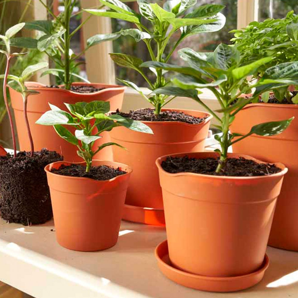 Clever Pots Small Easy Release Propagation Pots 9.8 x 8.7cm 5 Pack Image 6
