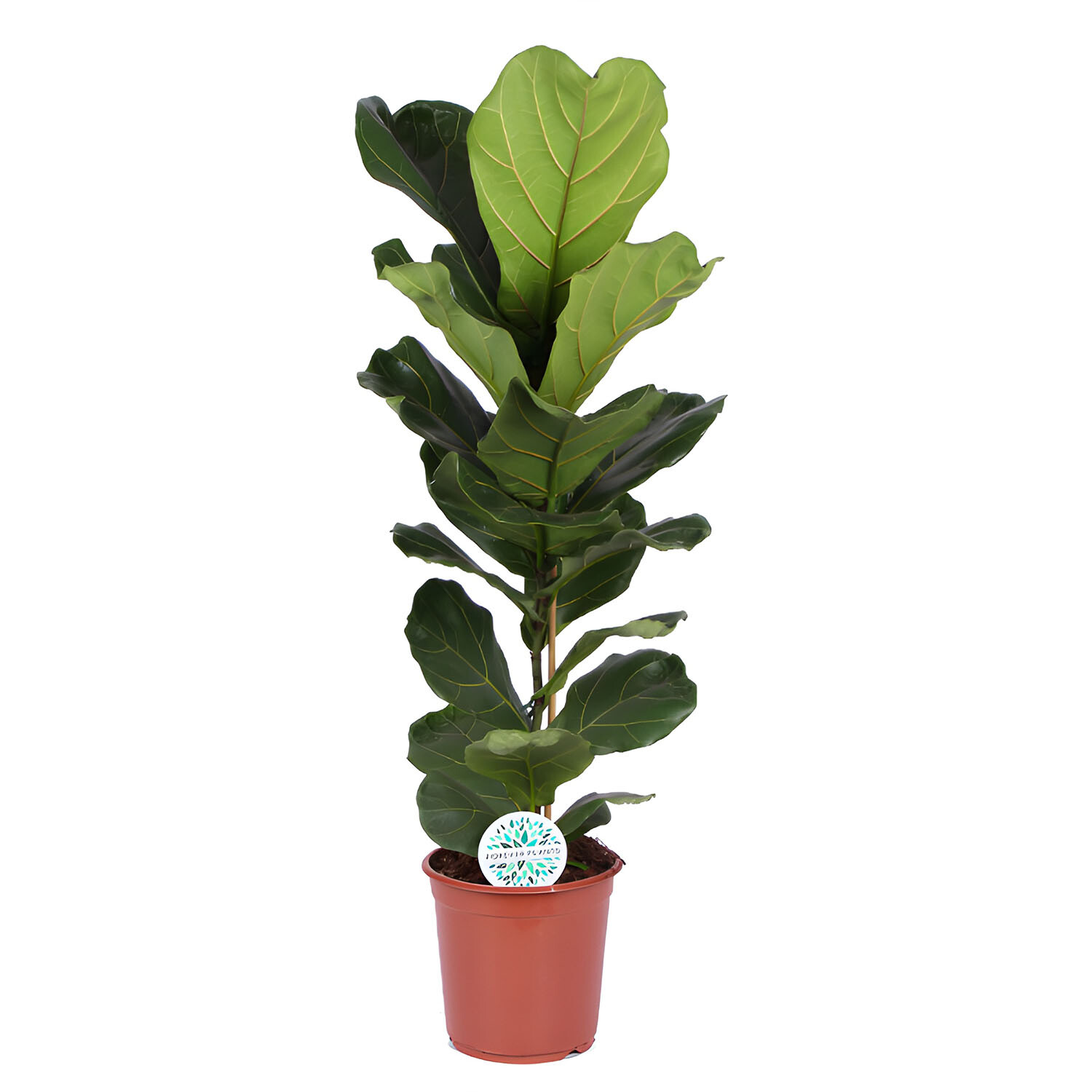 Ficus Lyrata 1 stem Houseplant 24cm - Green Image