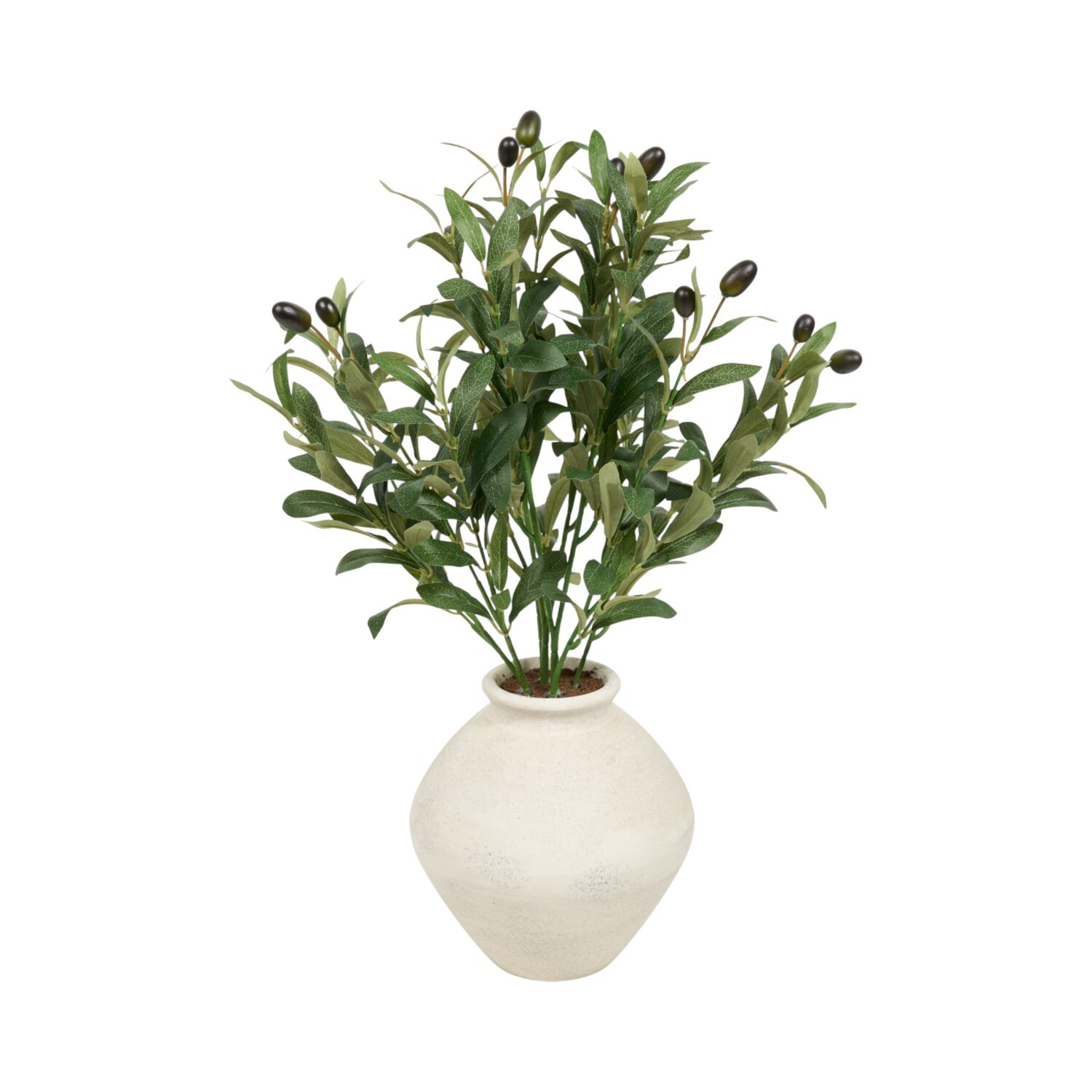 Potted Olive Tree2 Image 4