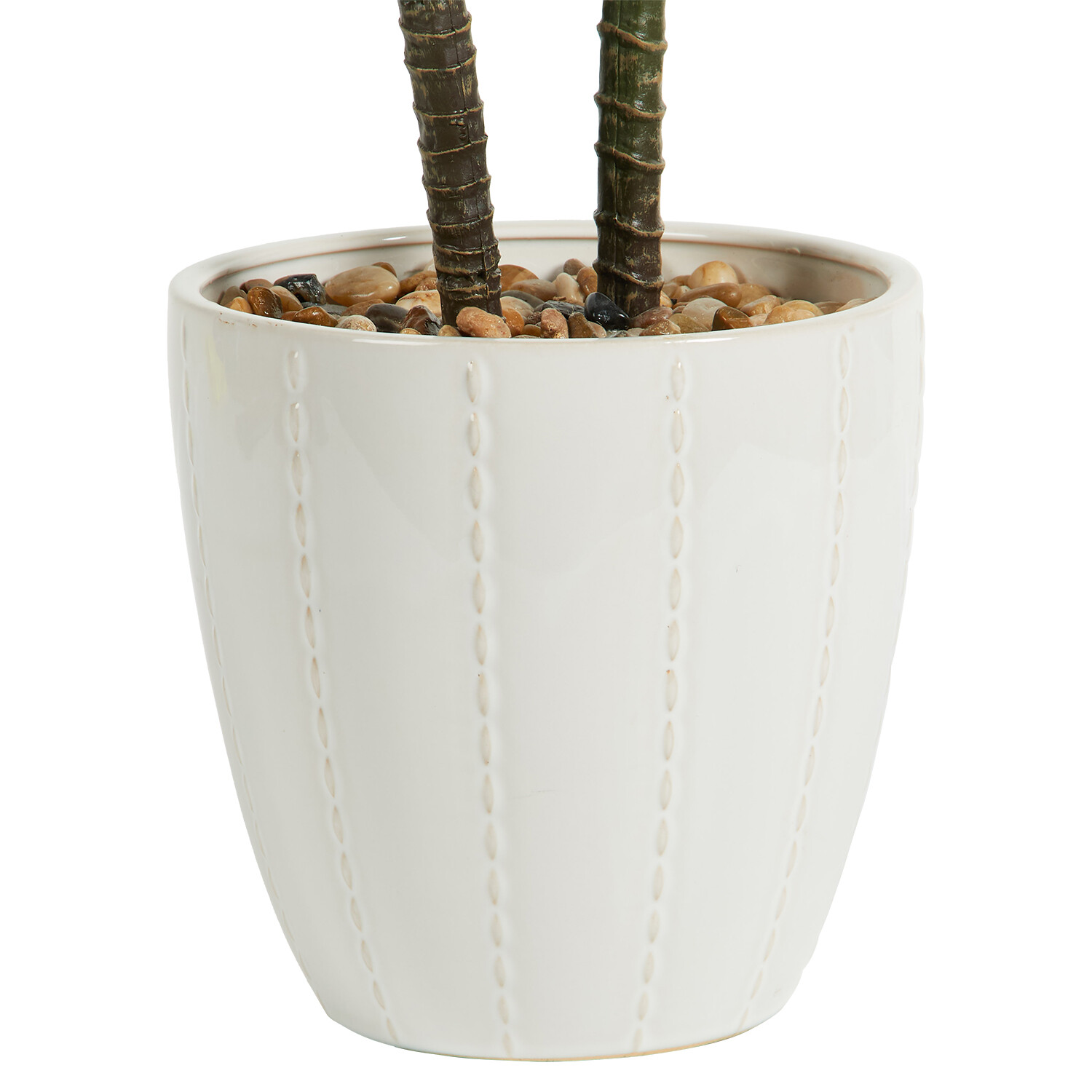 Dragon Tree in Ceramic Pot - Green and White Image 5