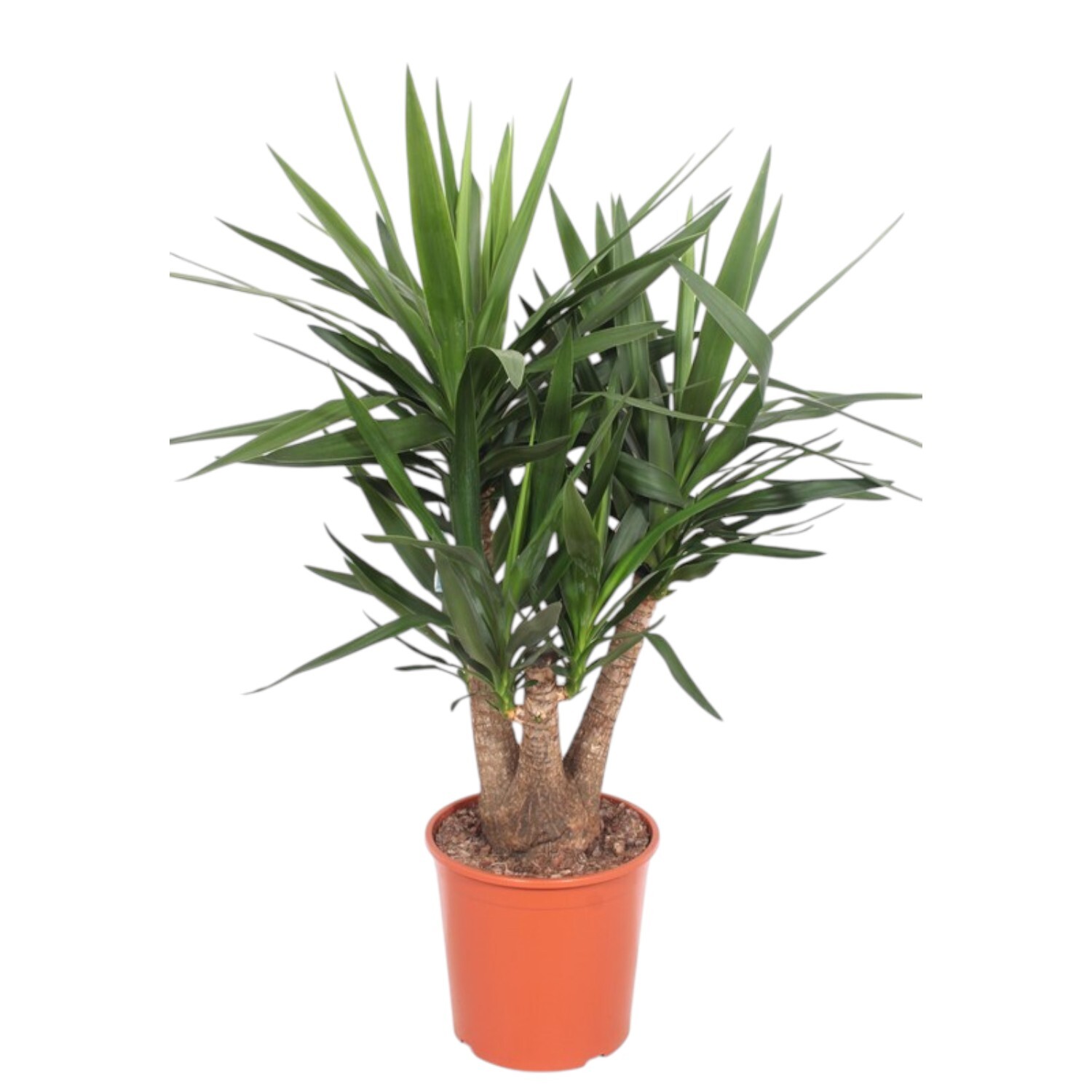 Yucca Elephantipes Houseplant Image 1