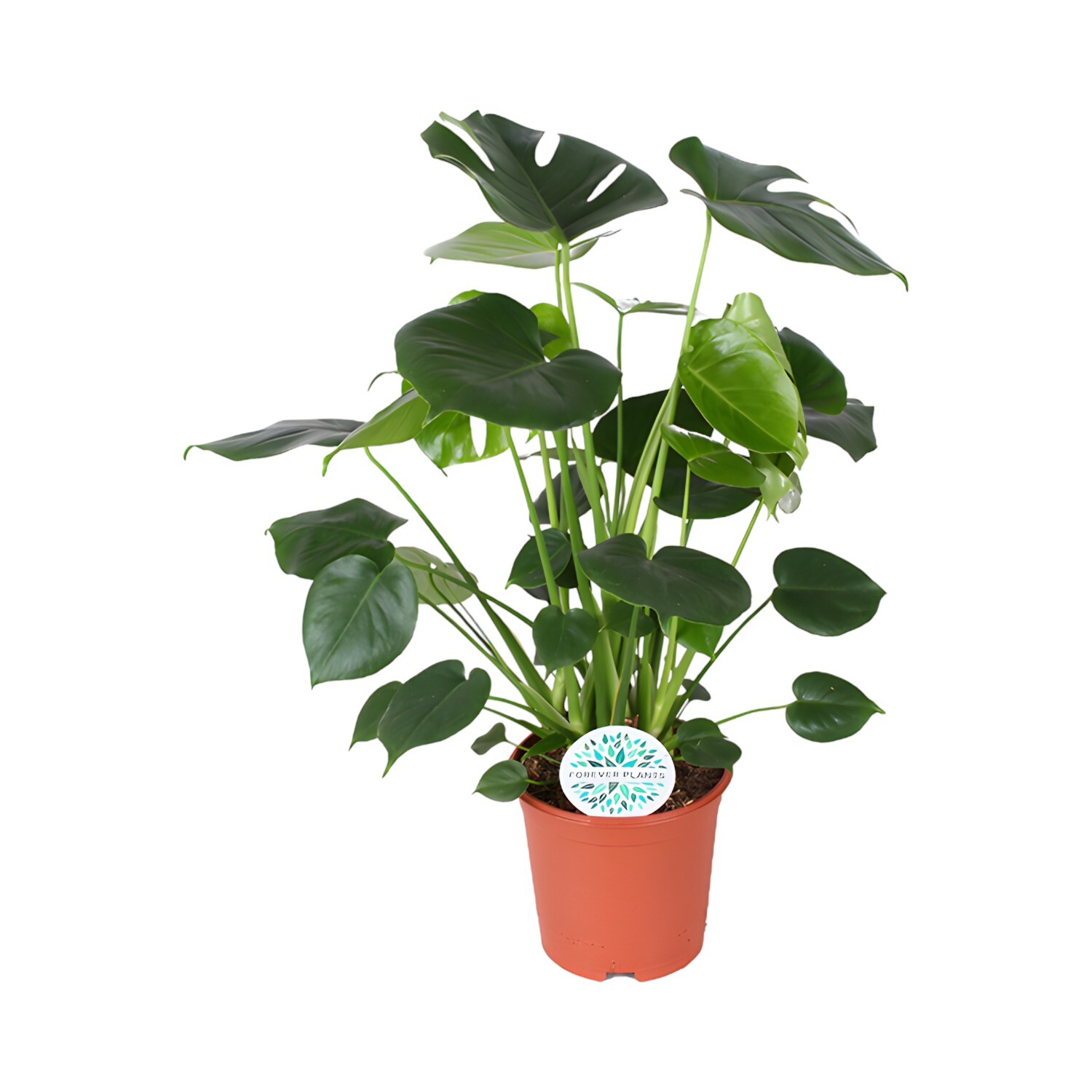 Monstera Deliciosa Green Image