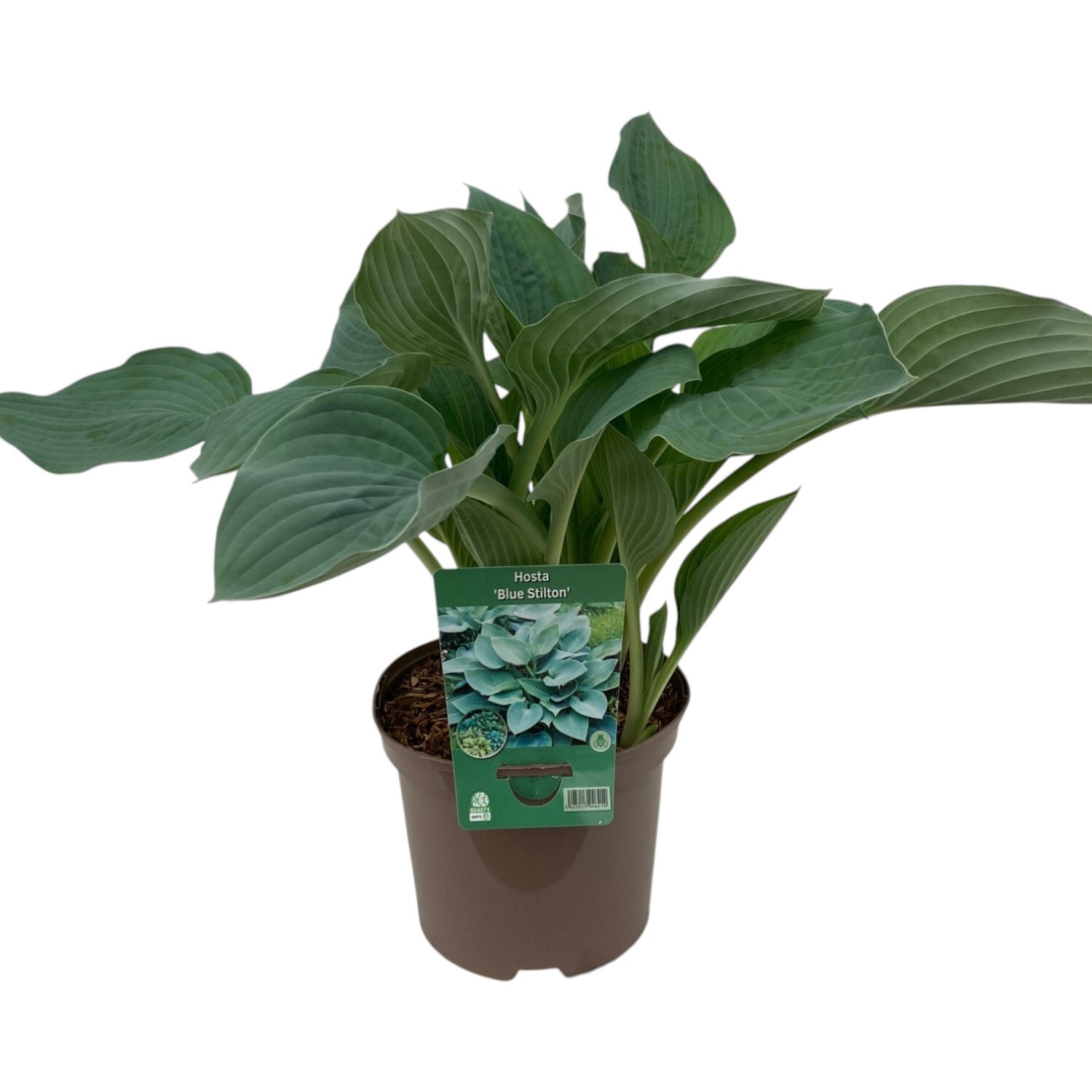 Hosta Mix Varieties Perennial Plant Image