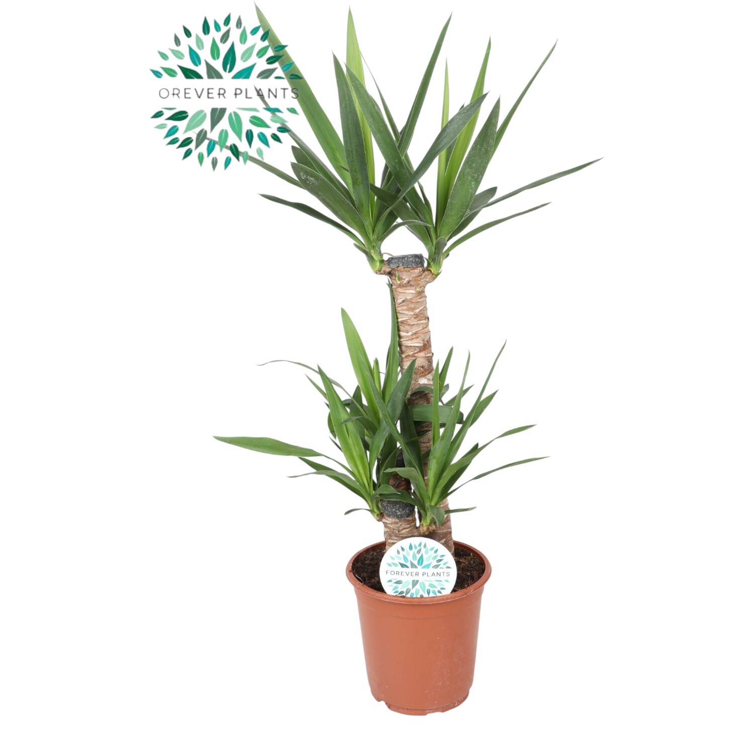Yucca Potted Houseplant Image 1