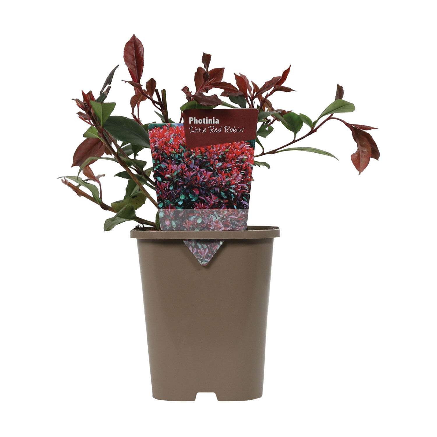 Hardy Starter Shrubs - Photinia Image