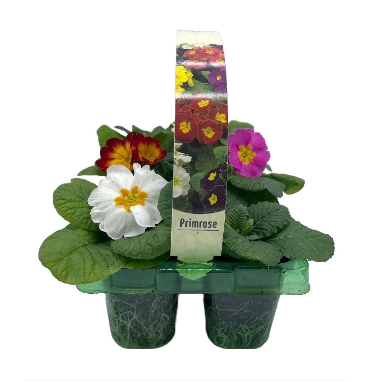 Pack of 6 Primrose Flowers - Multicolour Image