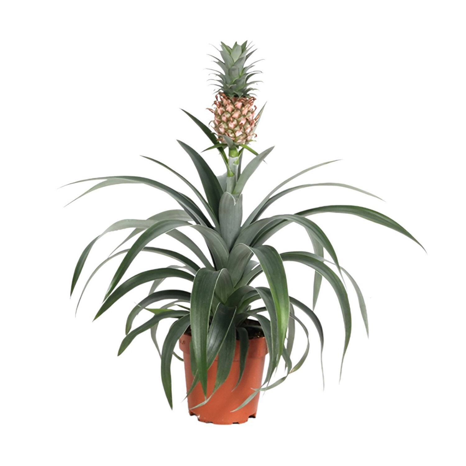 Ananas Mi Amigo Houseplant Image