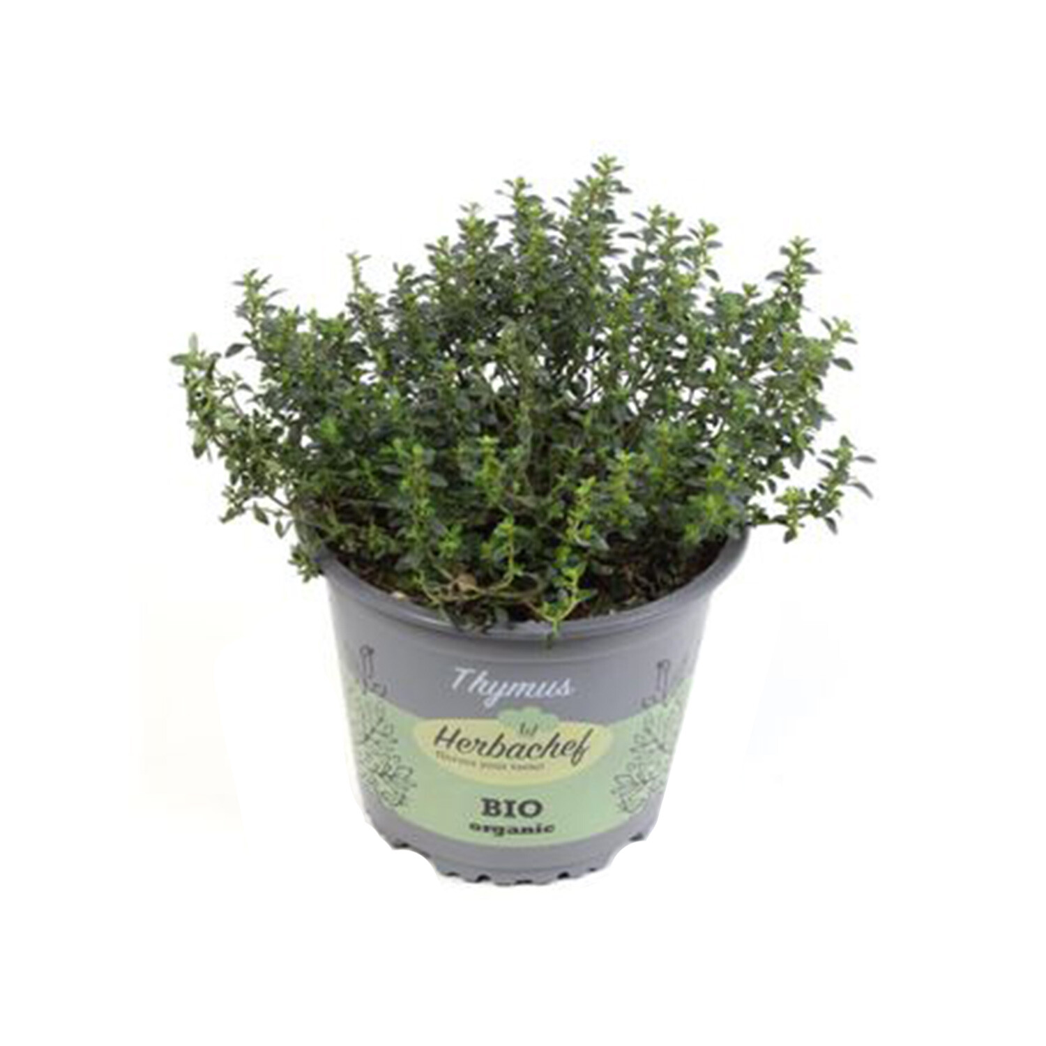 Thymus Vulgaris Herb - Green Image