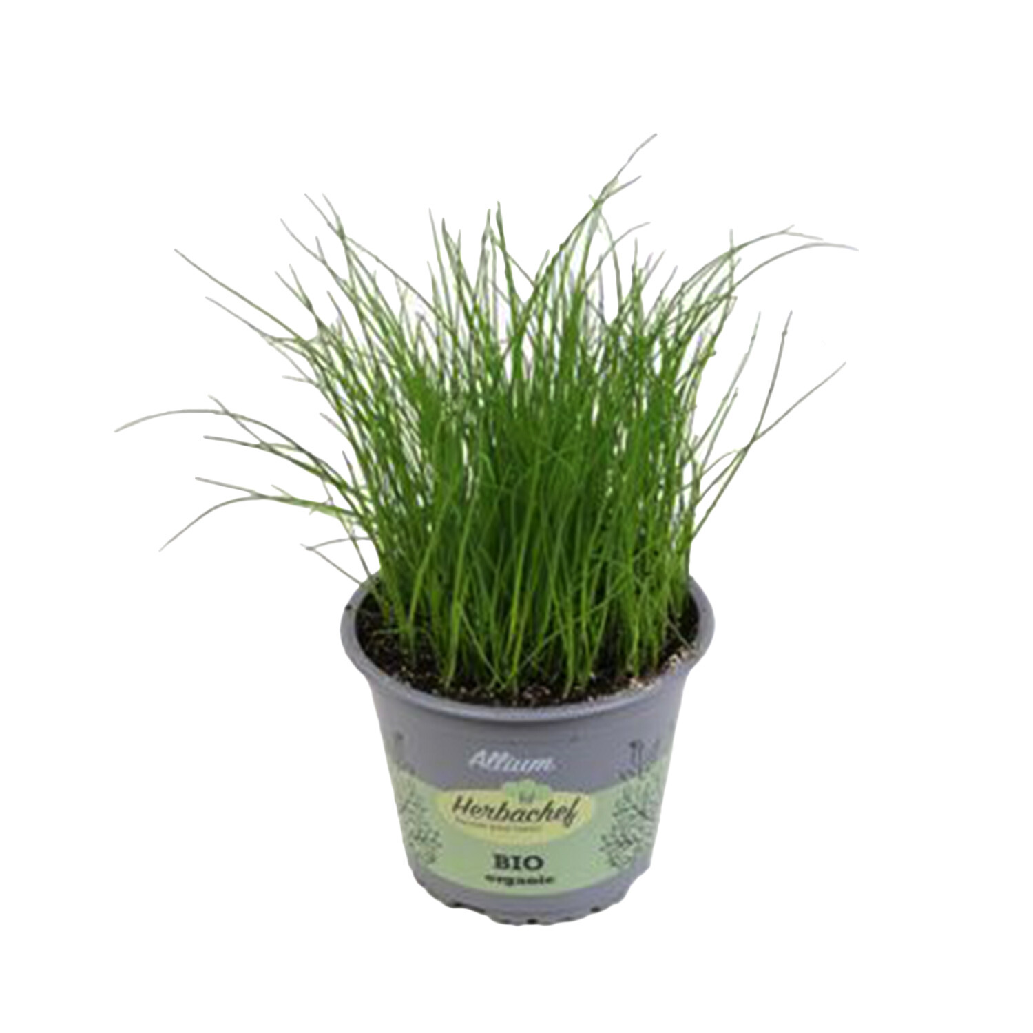 Chives Herb  - Green Image