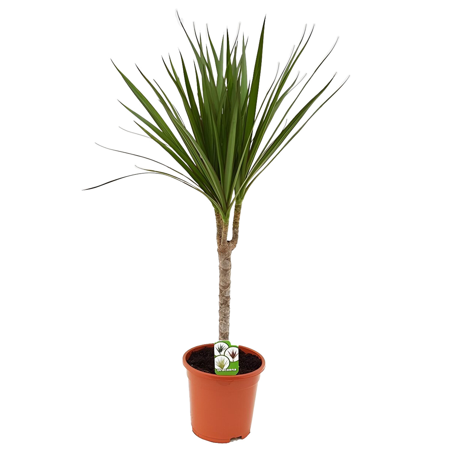 Dracaena Marginata Houseplant 17cm - Green Image