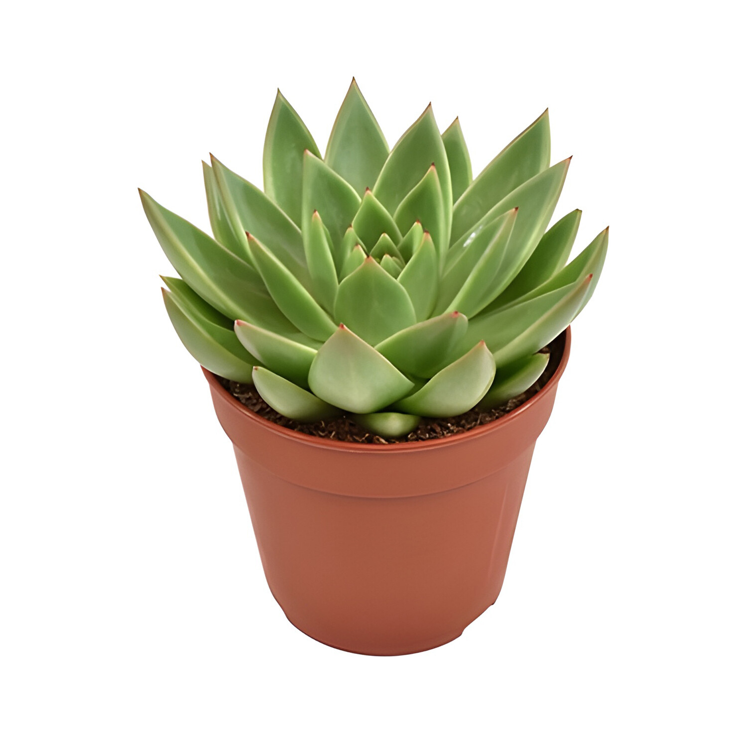 Echeveria Miranda 12cm - Green Image